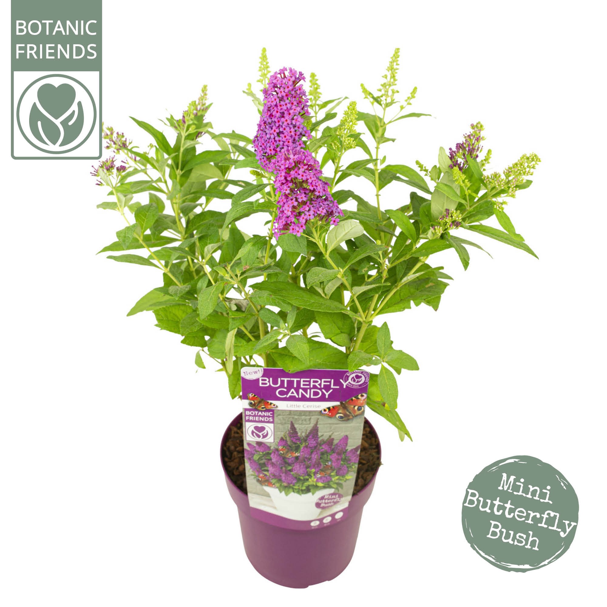 Picture of Buddleja Butterfly Candy Little Cerise P19 (3 Ltr)