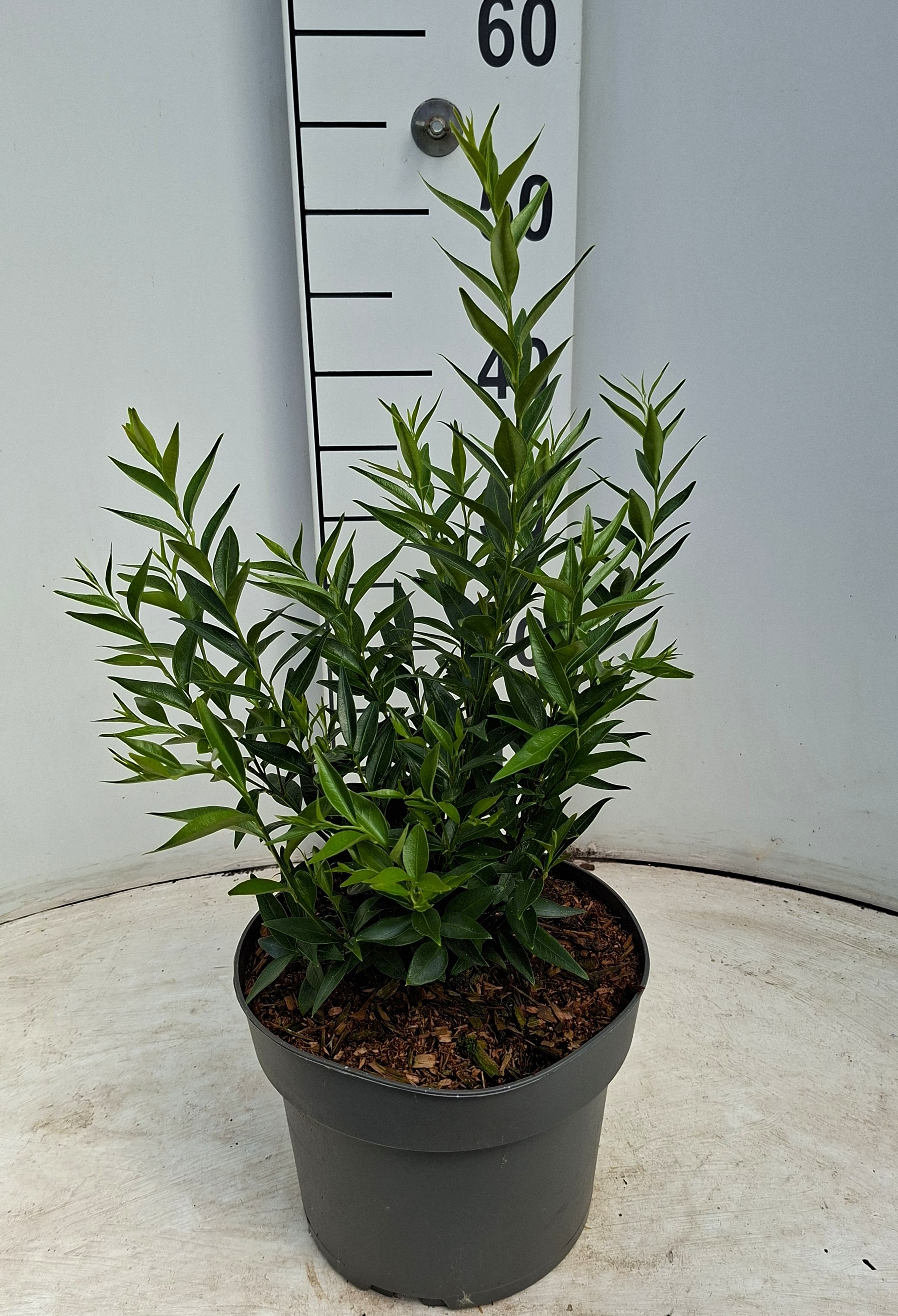 Sarcococca ruscifolia 'Dragon Gate'