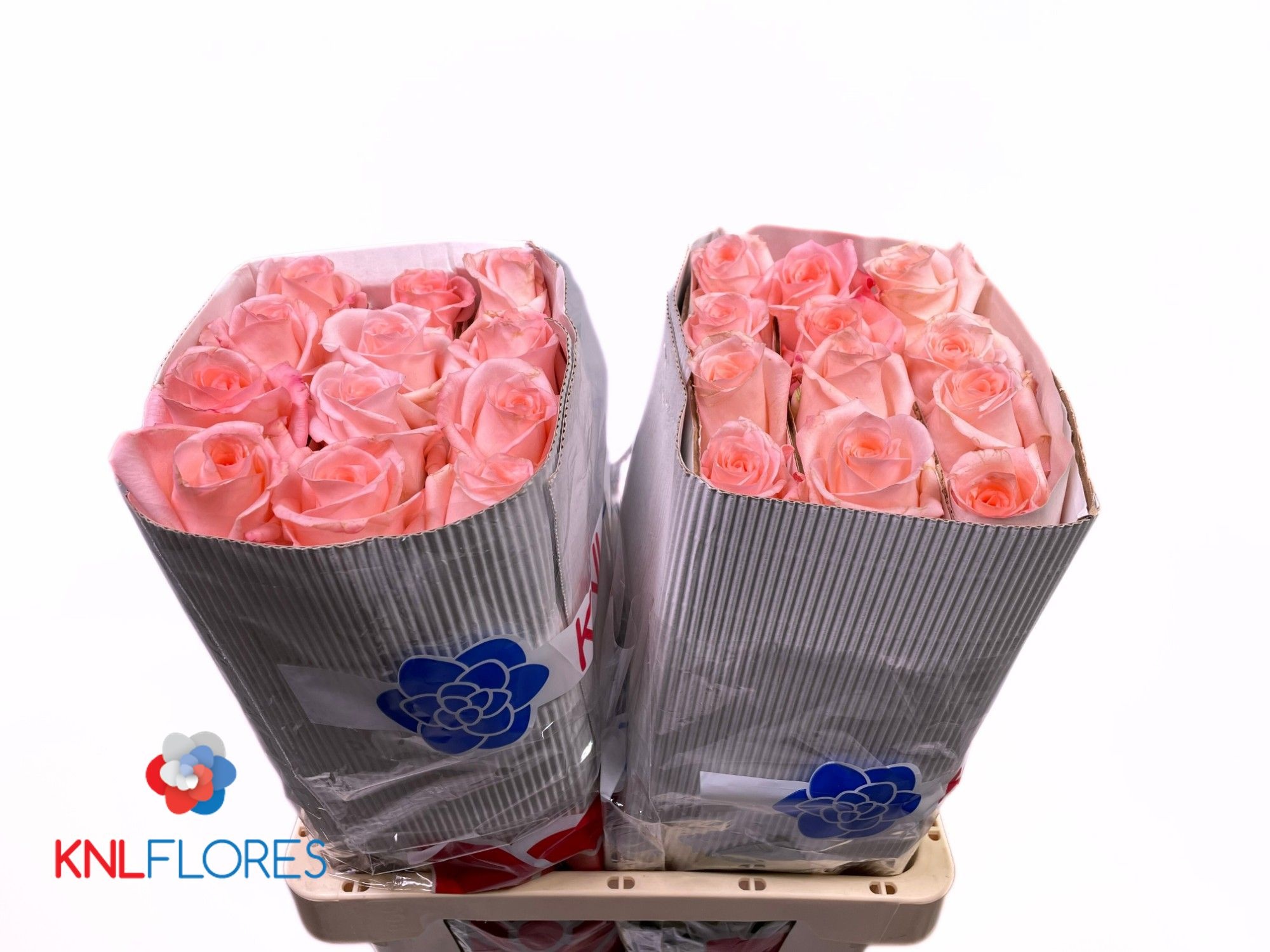 Rosa Engagement 60cm