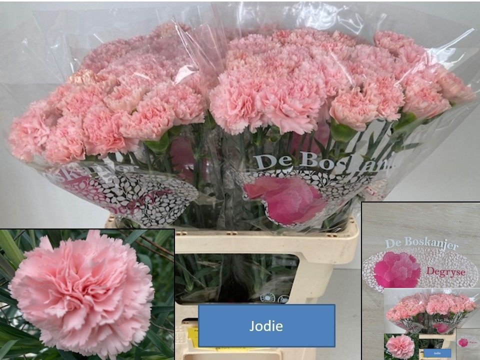 Dianthus St Jodie 60cm
