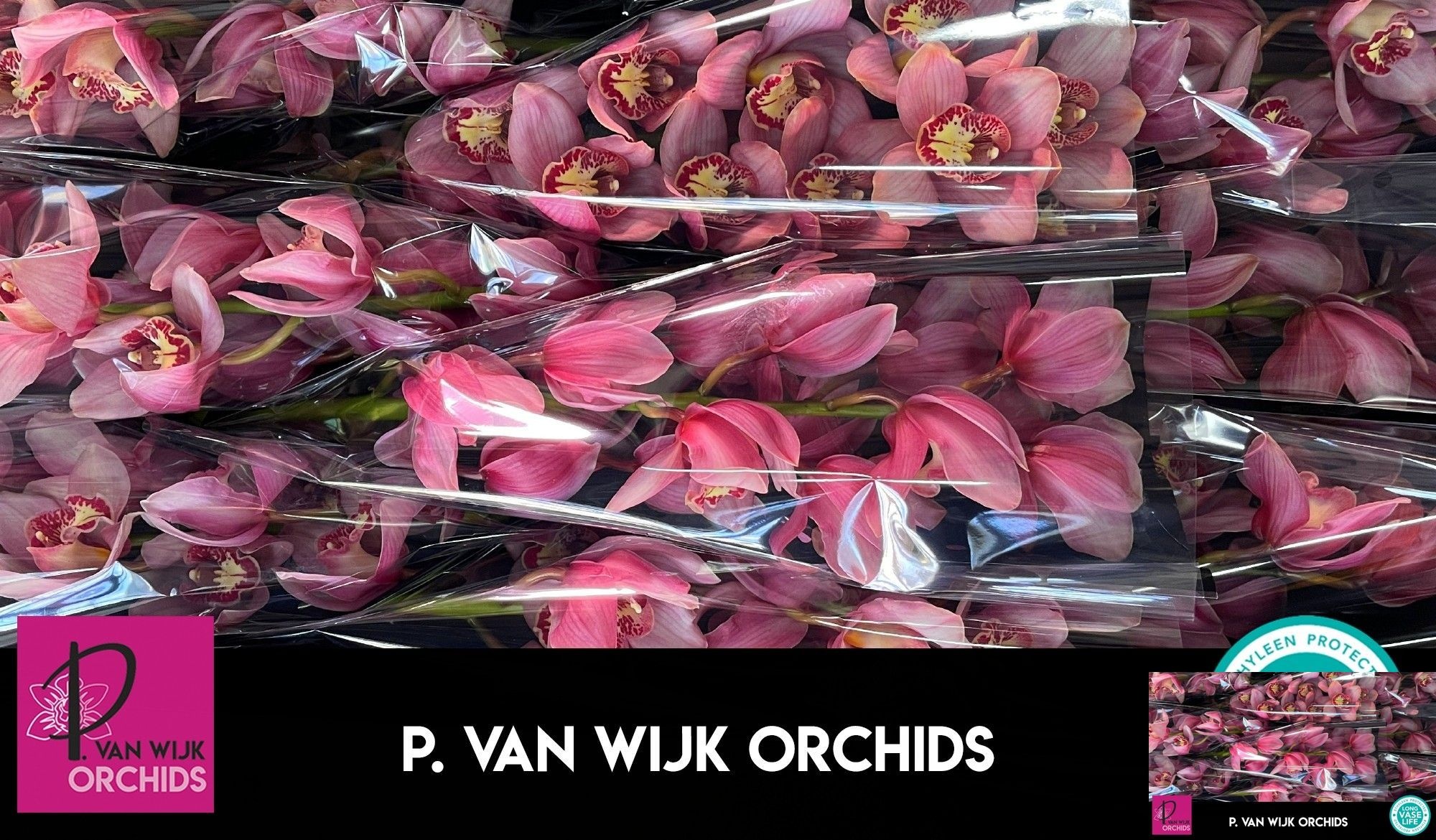 Cymbidium Pink Blossom 8/11bl