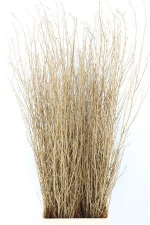 Betula (BIRCH) Painted 120cm