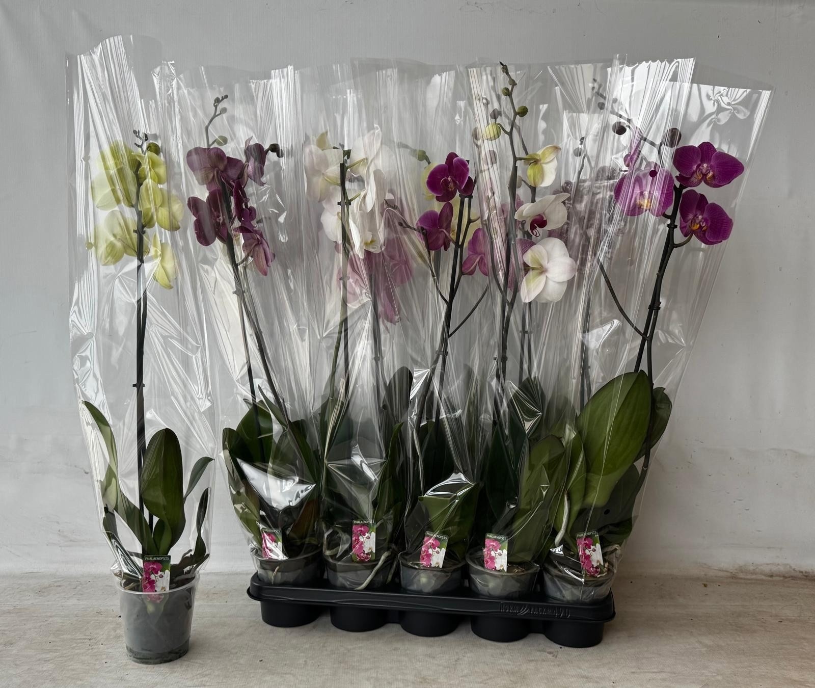 Phalaenopsis gemengd 5 kleuren - Vlinderorchidee