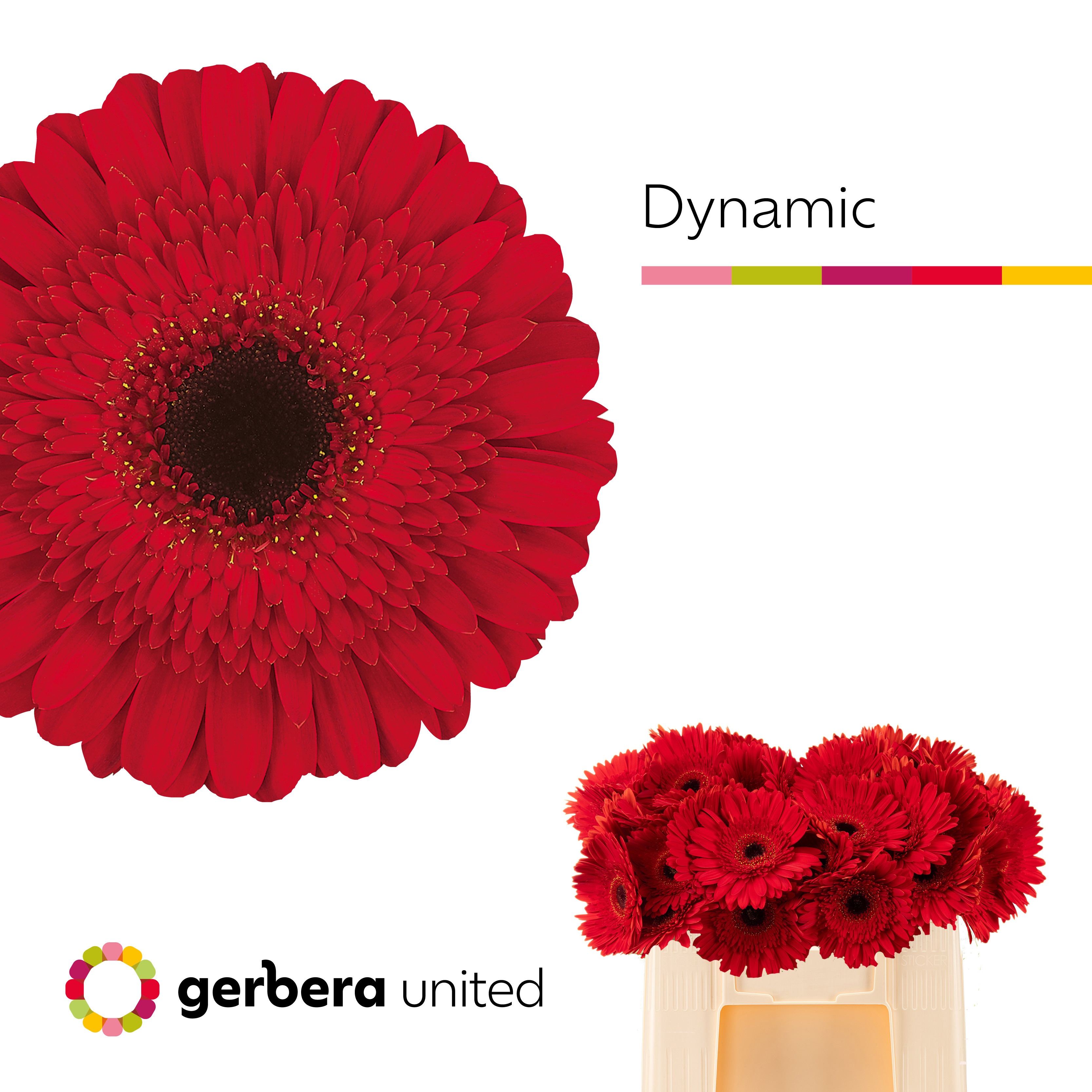 Ge Gr Dynamic