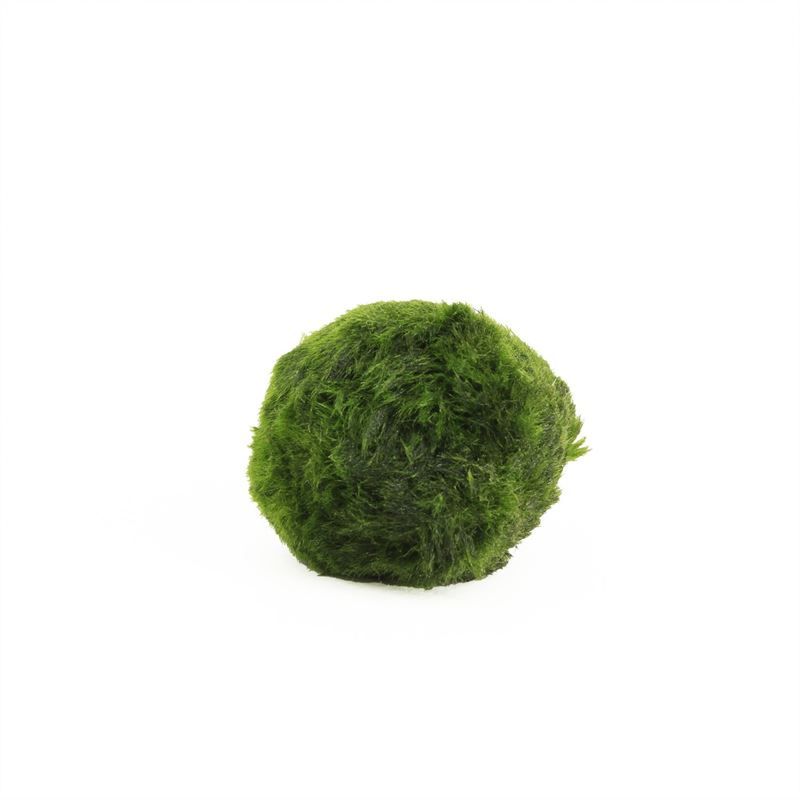 Chladophlora (mosbal) 4- (Los)