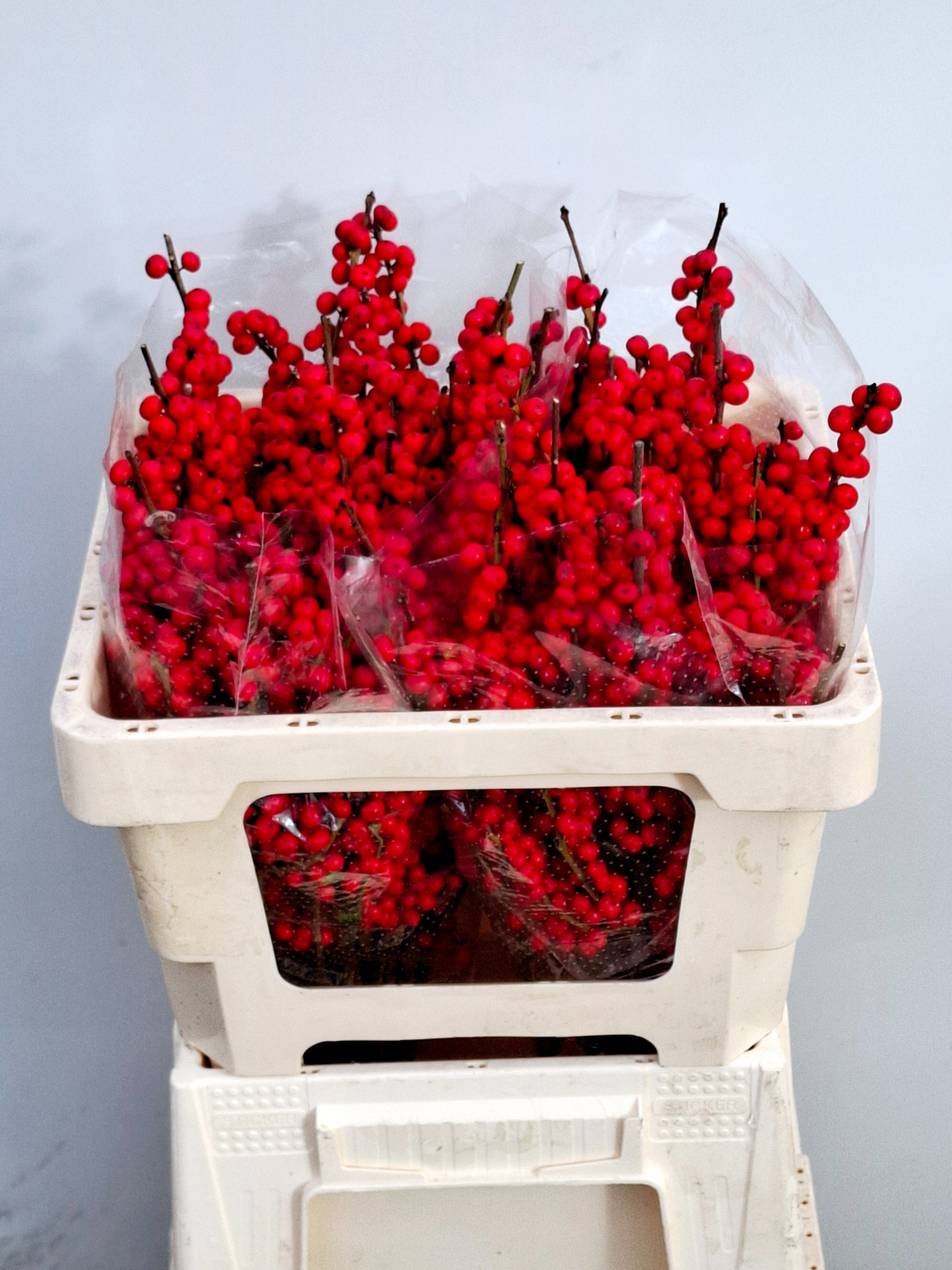 Ilex Verticlilata 50cm