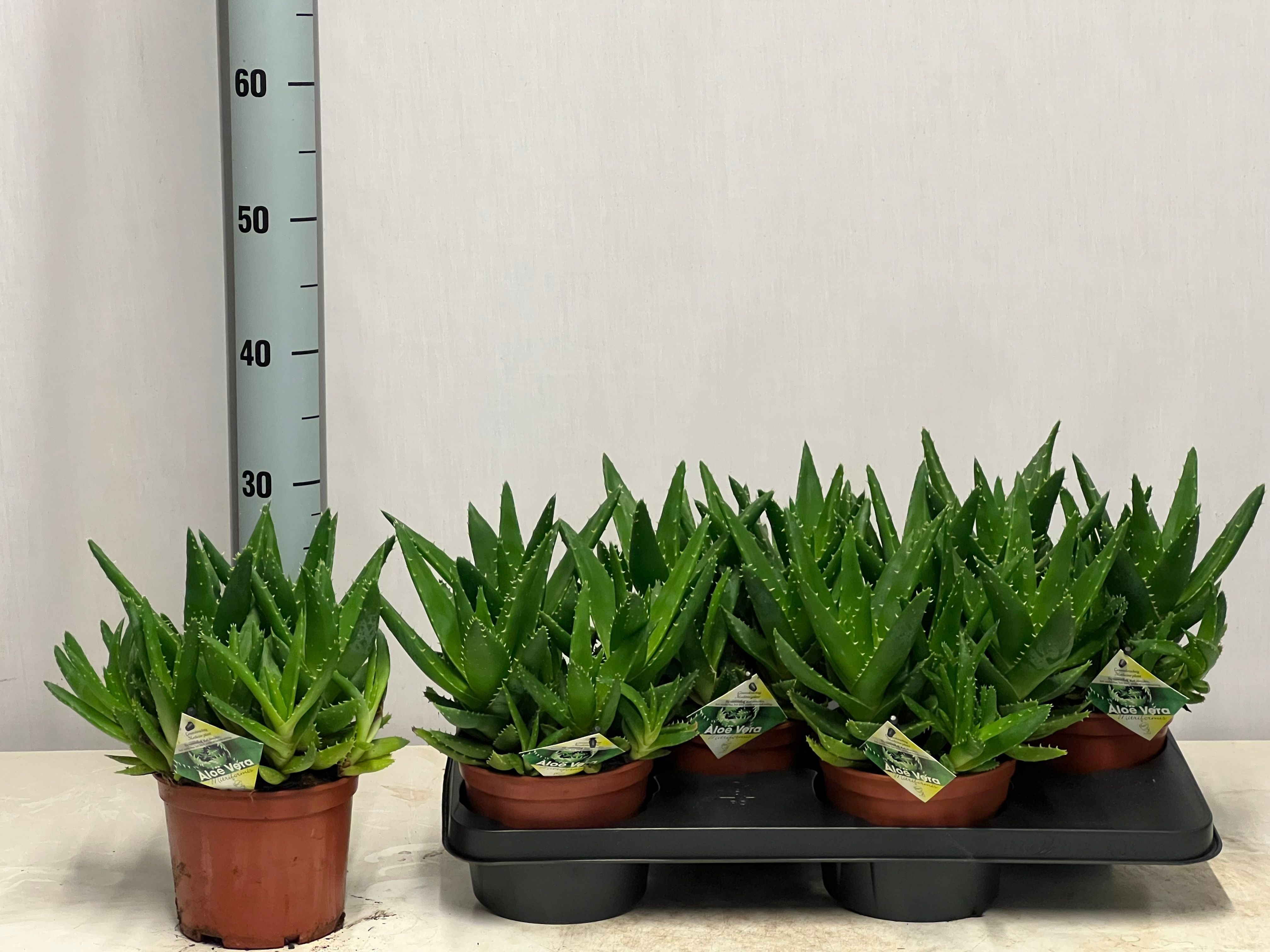 Aloe Perfoliata 17P 30H