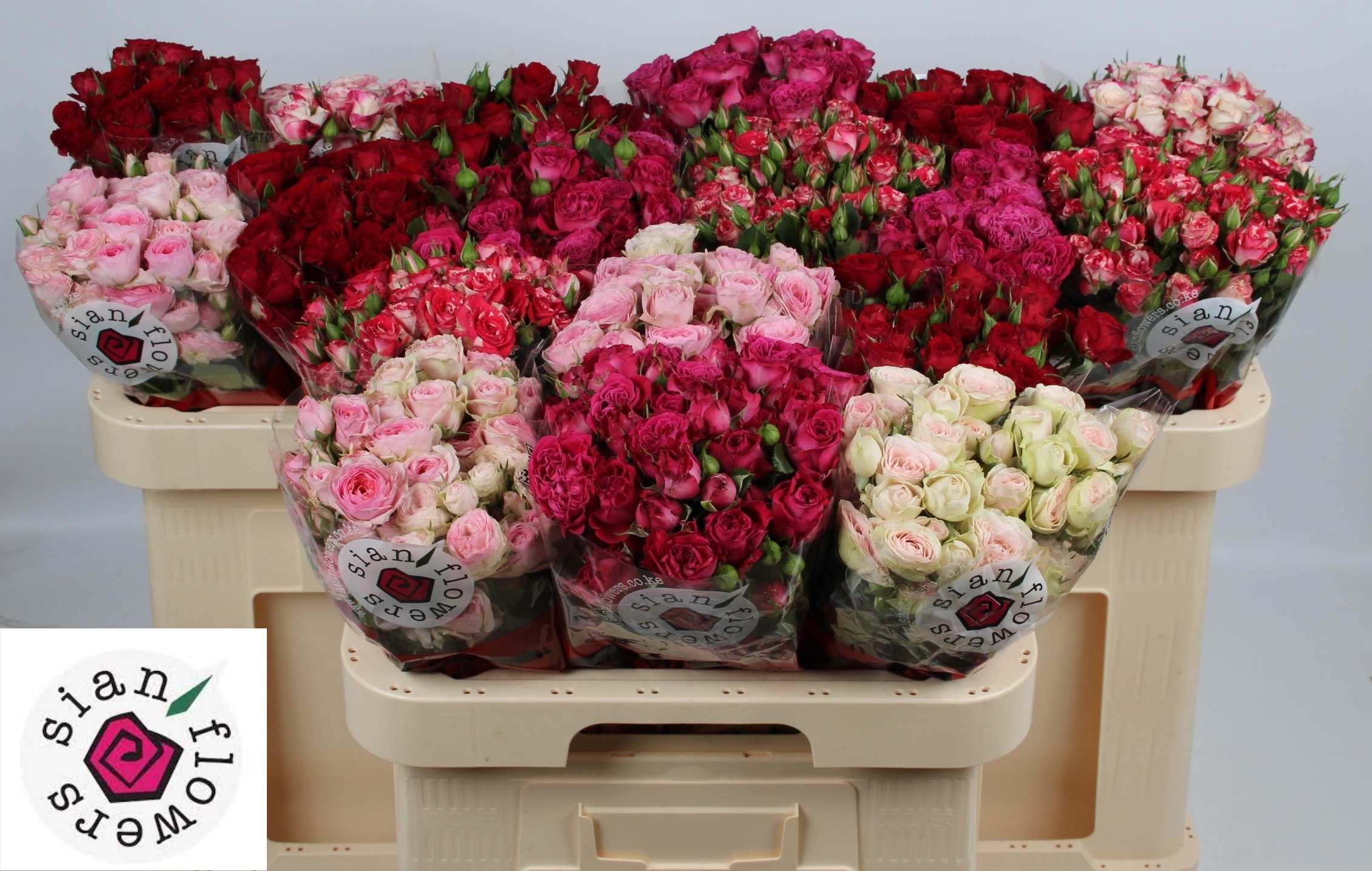 Rosa Spr Mixed In Bucket 60cm