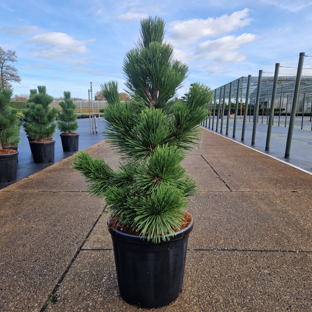 Picture of Pinus thunbergii Thunderhead C18 60/70 (LOOSE)