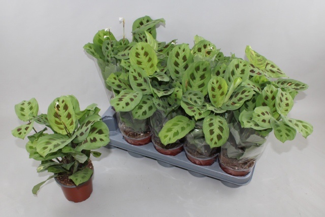 Maranta Fiesta 12Ø 30cm