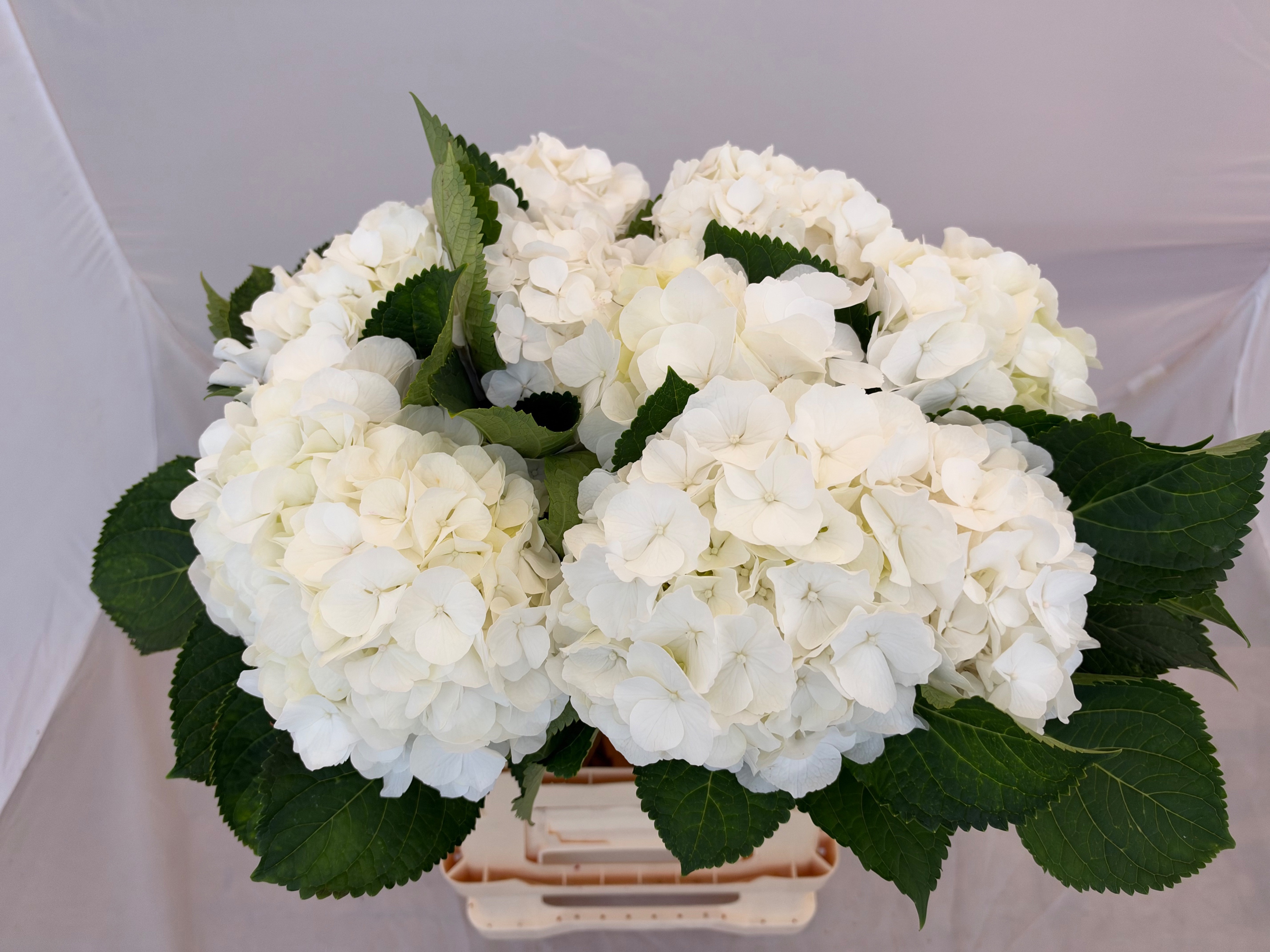 Hydrangea White Verena 60cm 15Ø