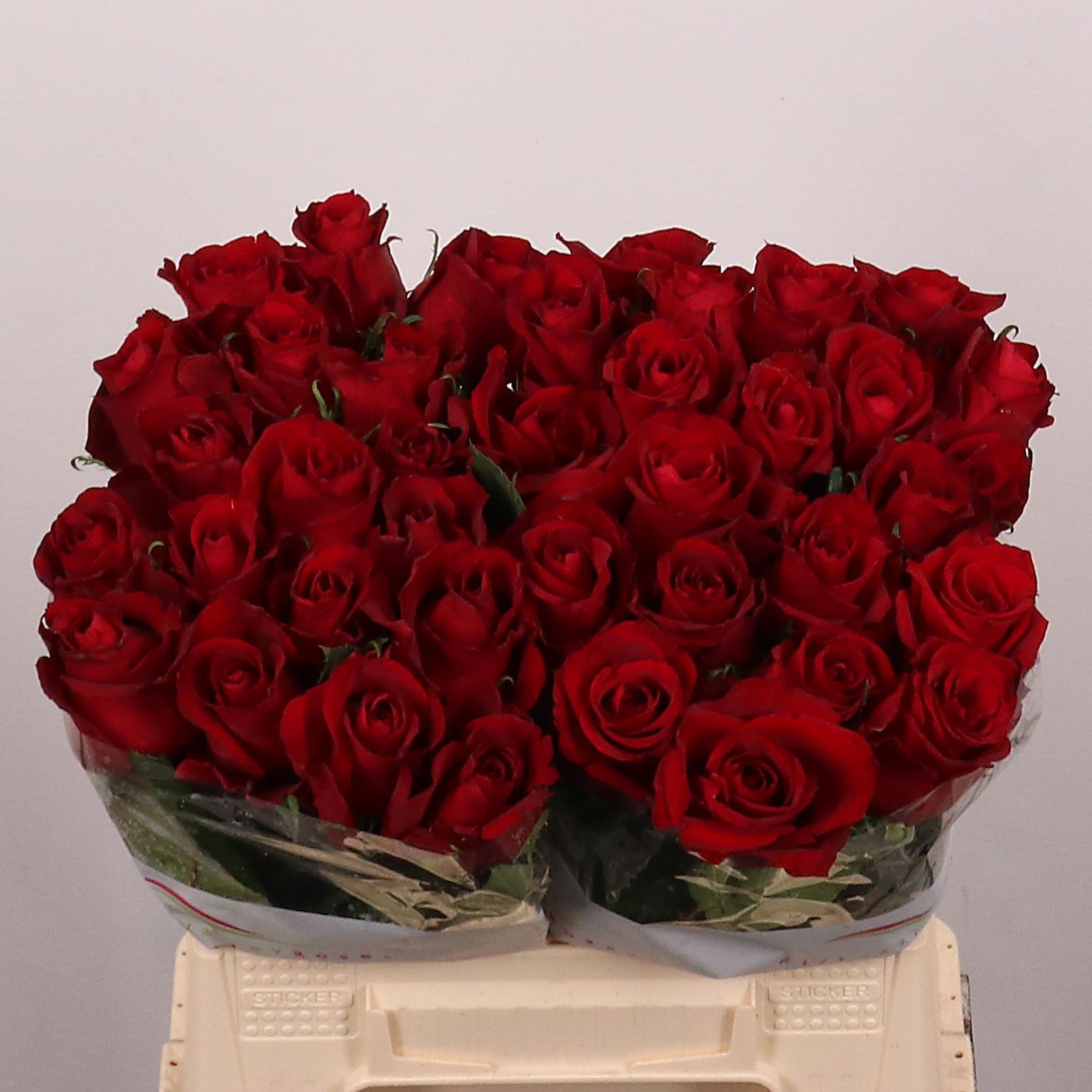Rosa Ever Red 40cm