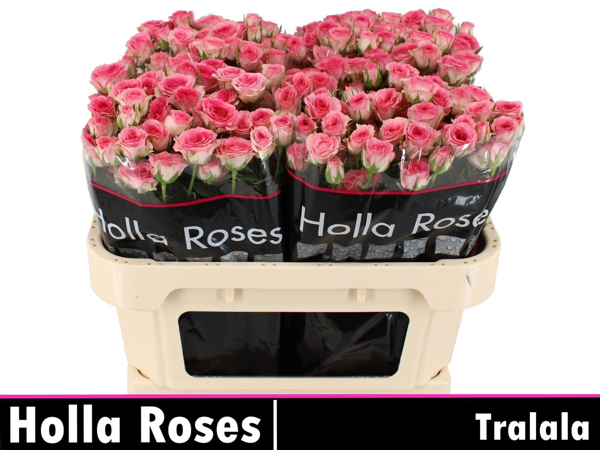 Rosa Spray Tralala 70cm
