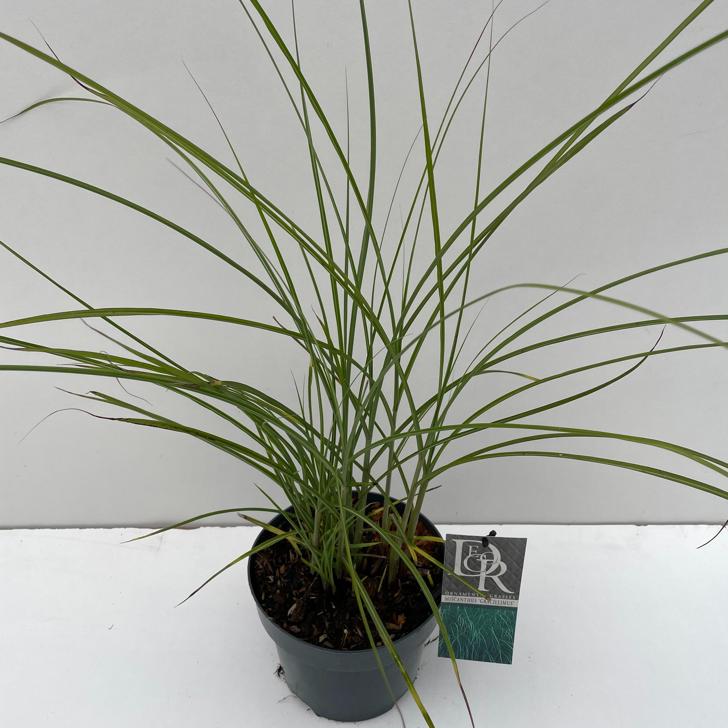 Miscanthus sinensis 'Gracillimus'
