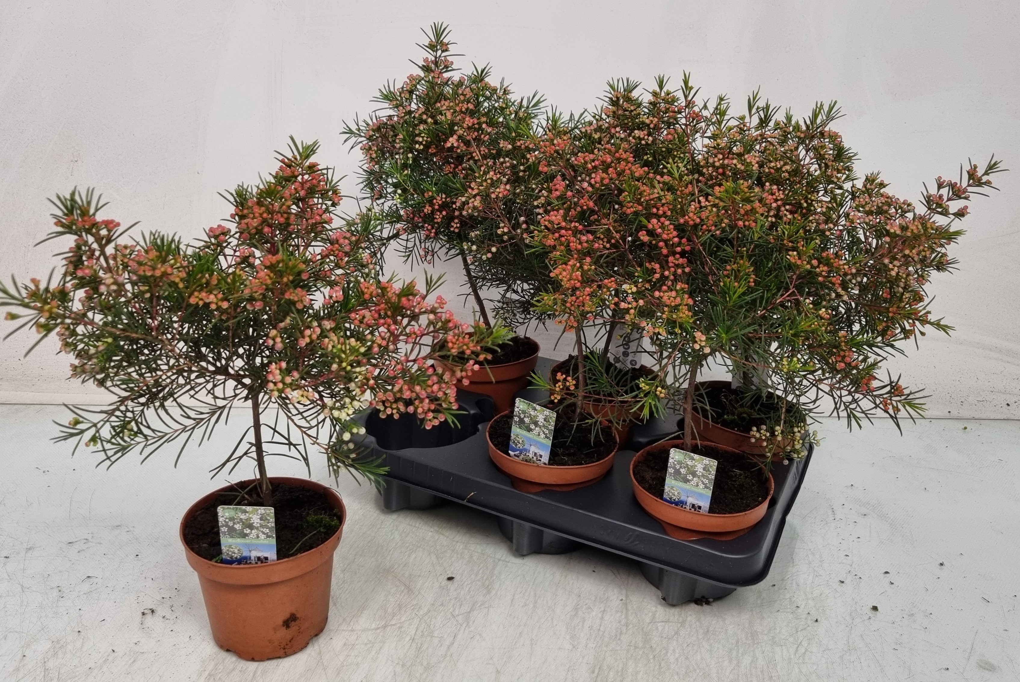 grow buddha bonsai food Chinese Banyan Modern Bonsai