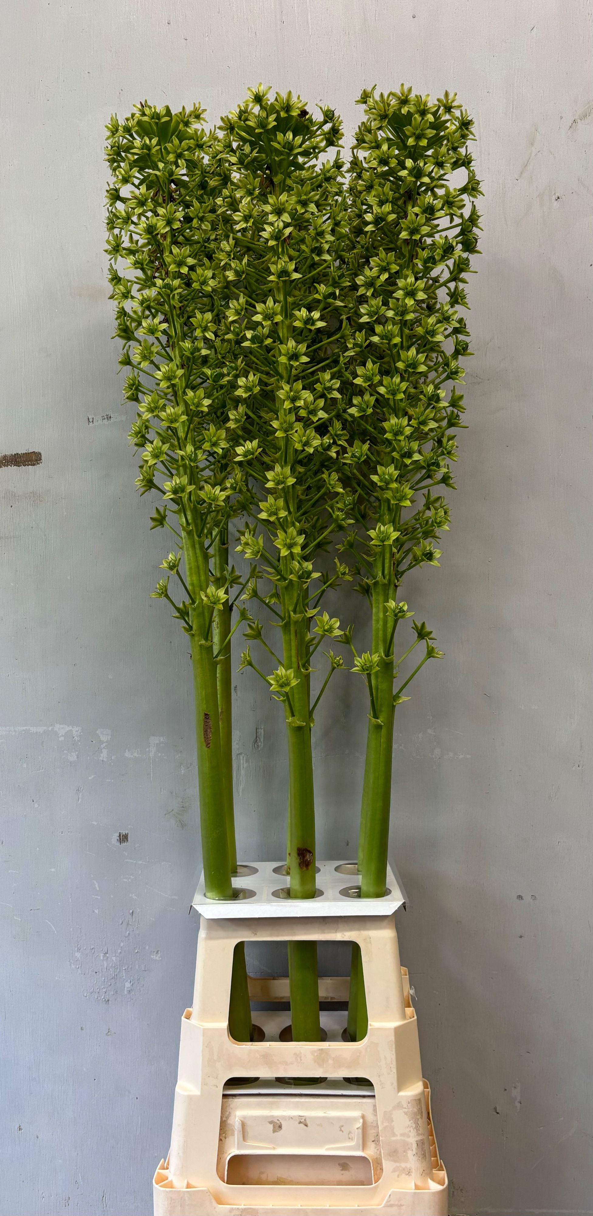 Eucomis P-e Goliath 120cm