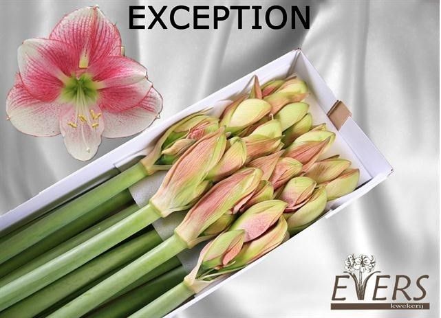 Hippeastrum Exception 4bl