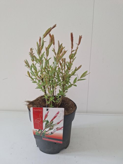 Salix integra 'Flamingo' p19 Bkoe