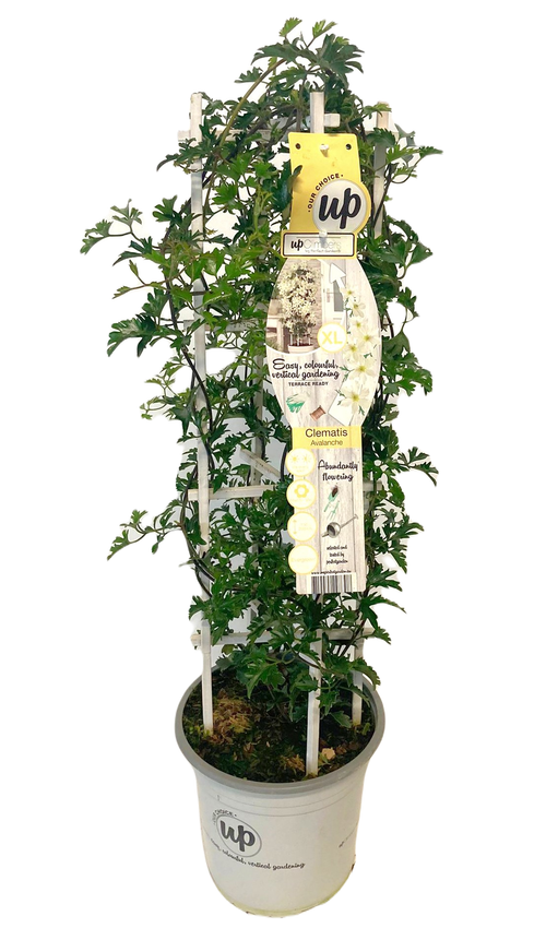 Clematis Avalanche  p23 vd.Werf