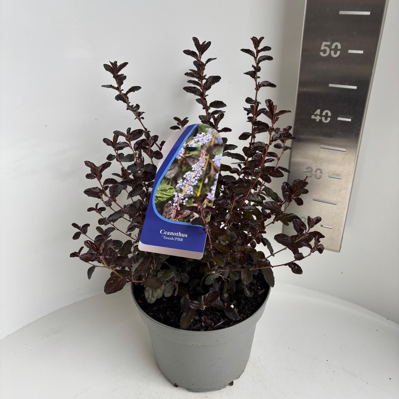 Ceanothus 'Tuxedo'