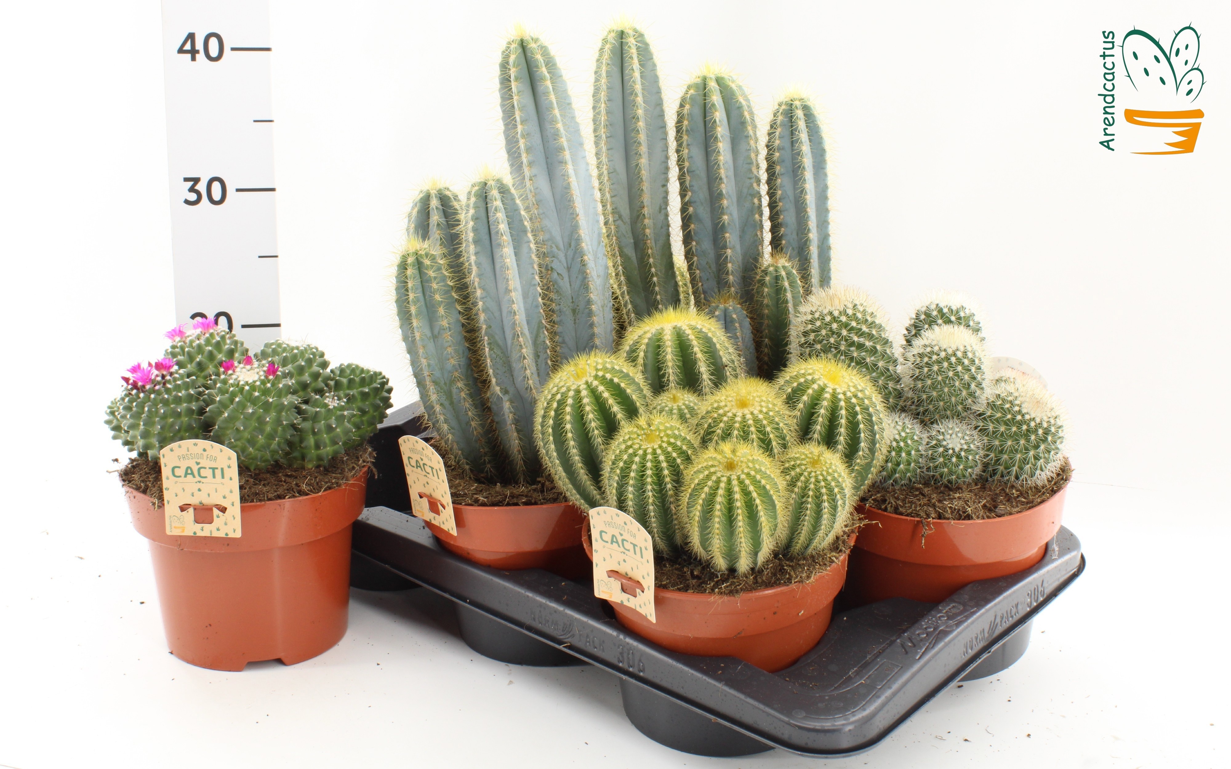 Cactus Gemengd 17Ø 24cm