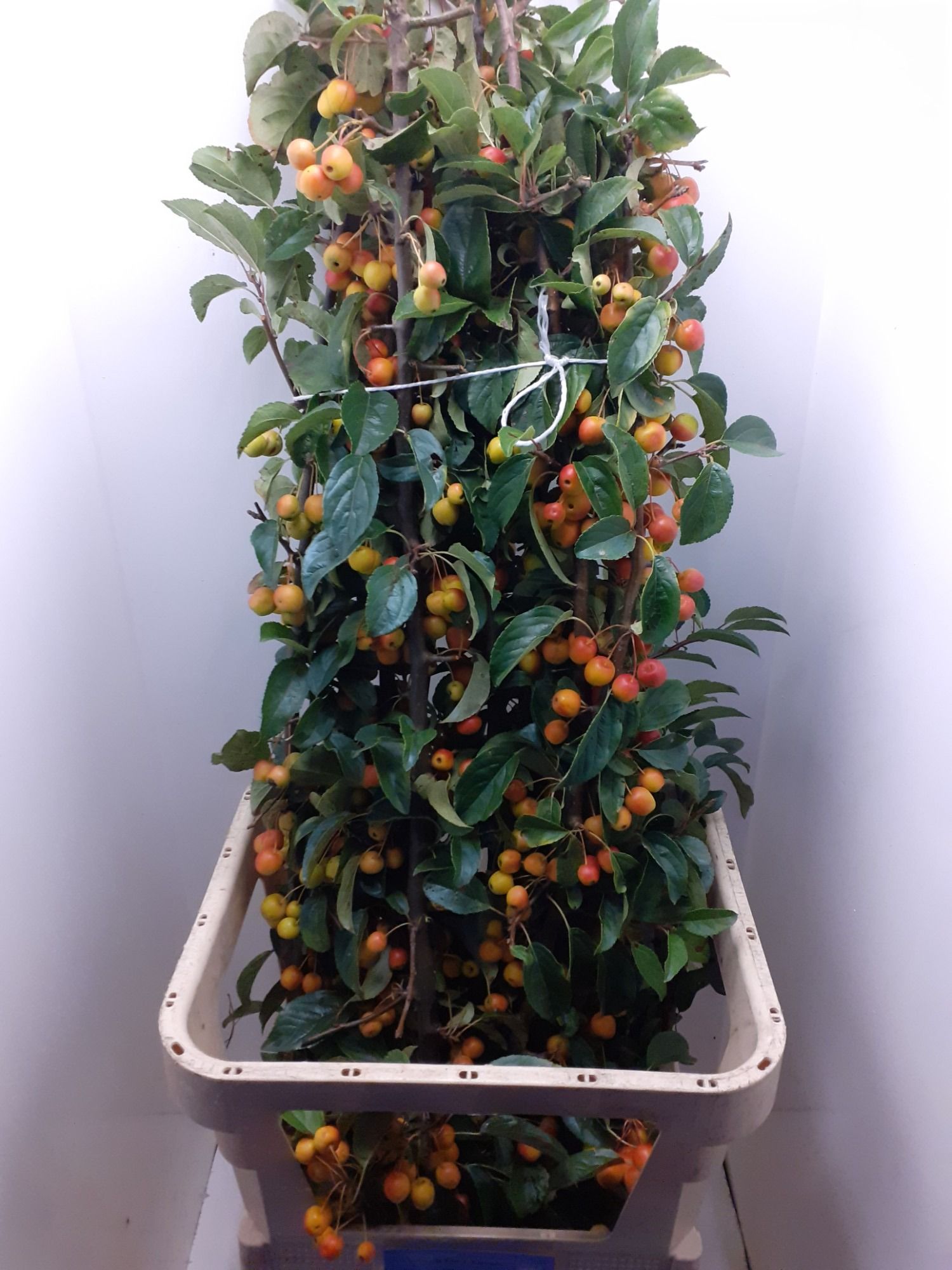Malus Mag Orange Tak 130cm