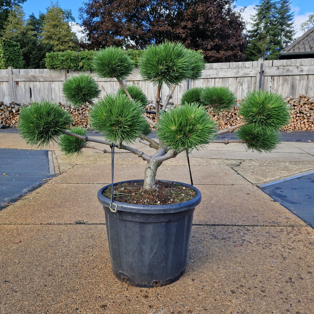 Picture of Pinus nigra Brepo C35 BONSAI-60/70 (LOOSE)