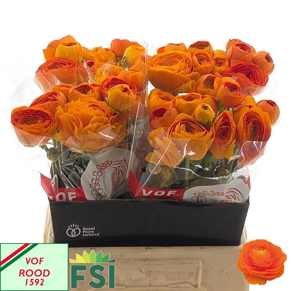 Ranunculus Elegance Orange 45cm