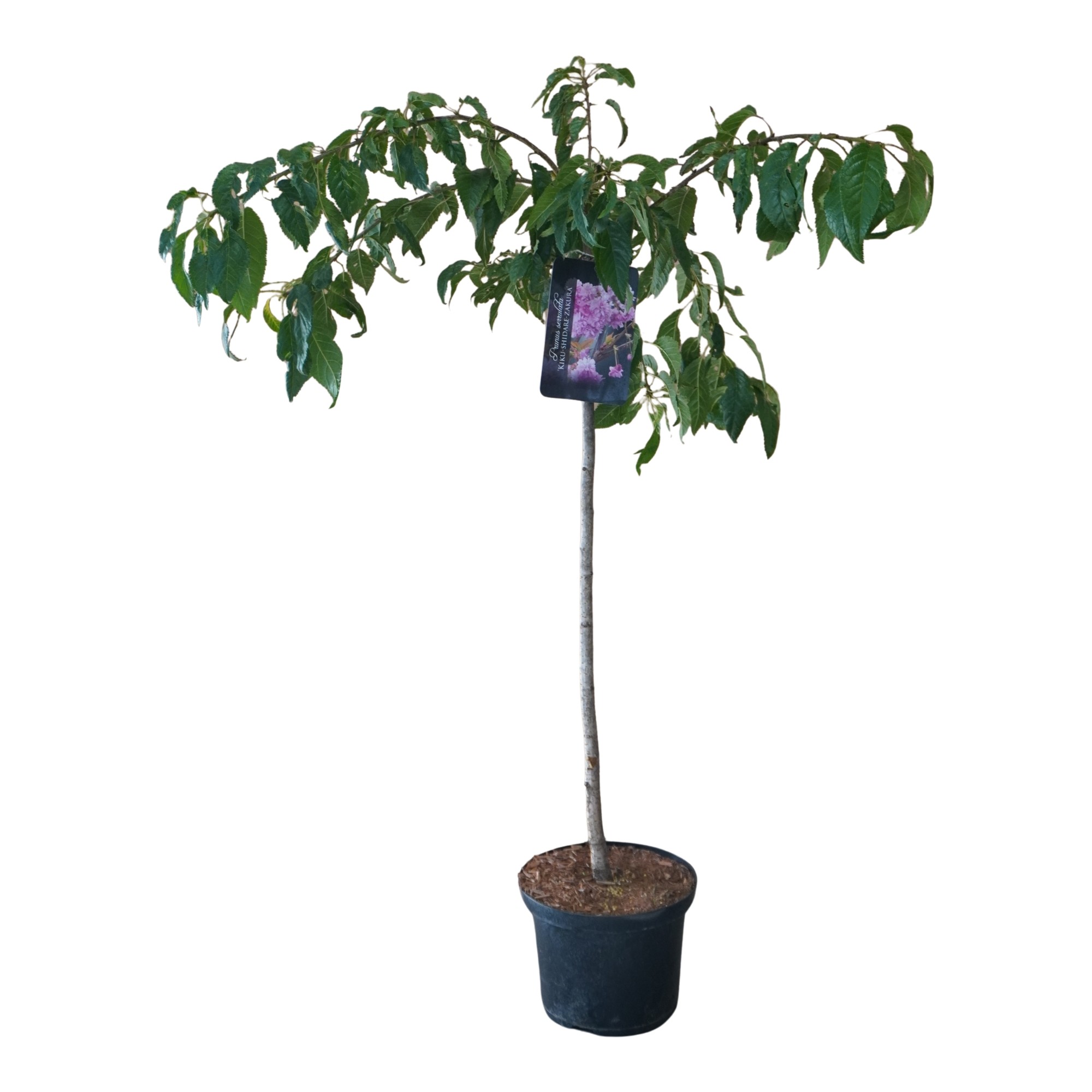 Prunus 'Kiku-shidare-zakura' stam
