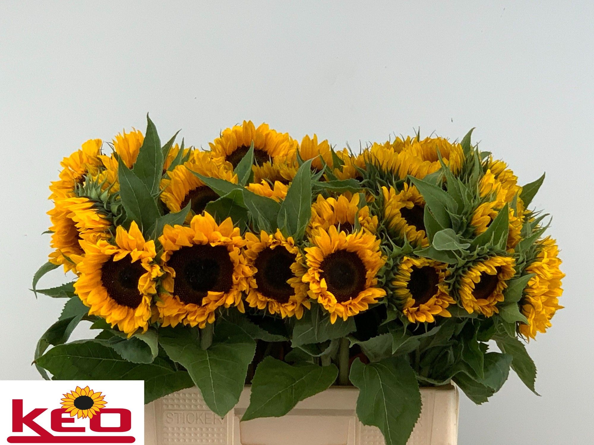Helianthus Sunrich Or 60cm