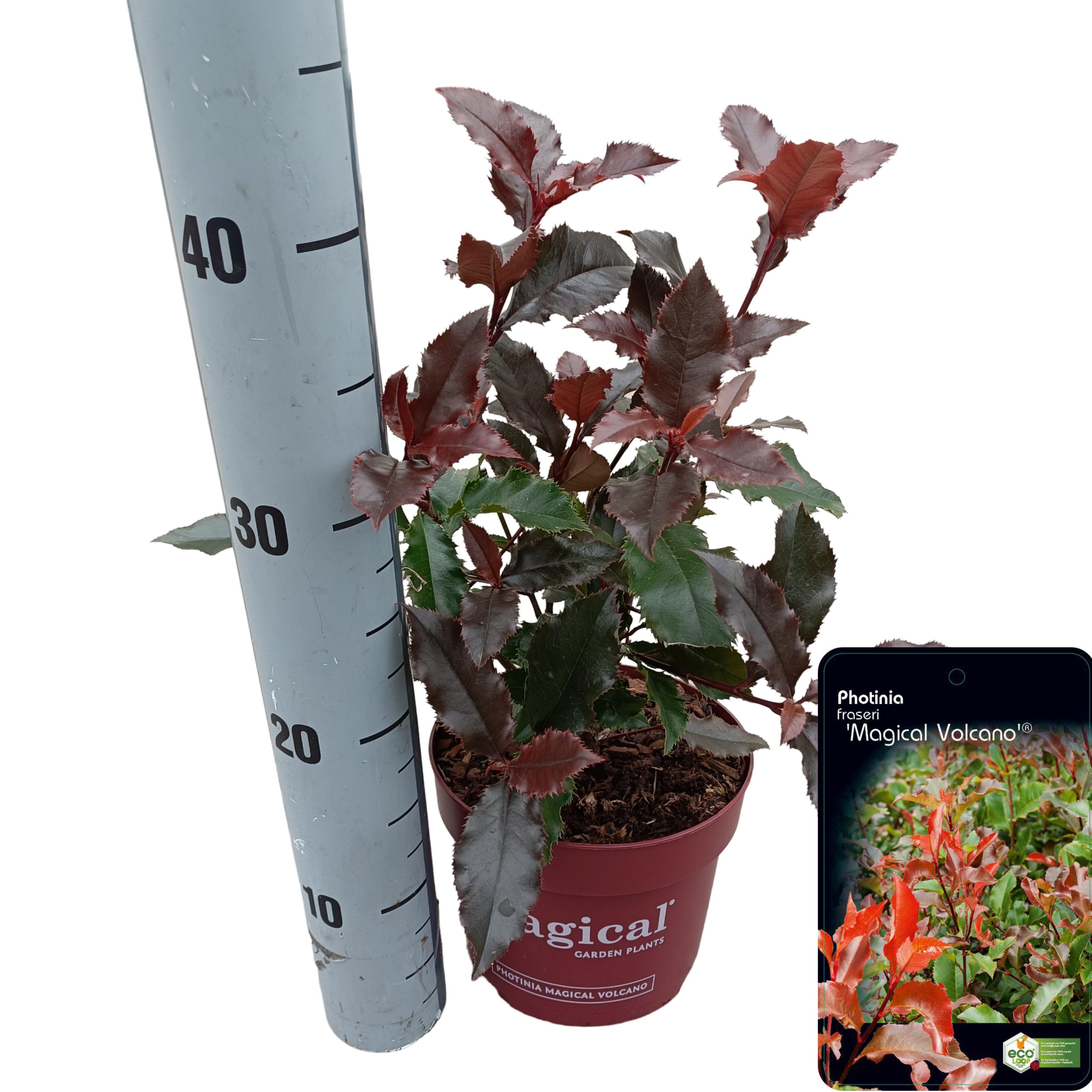 Picture of Photinia fraseri 'Magical Volcano'® C2