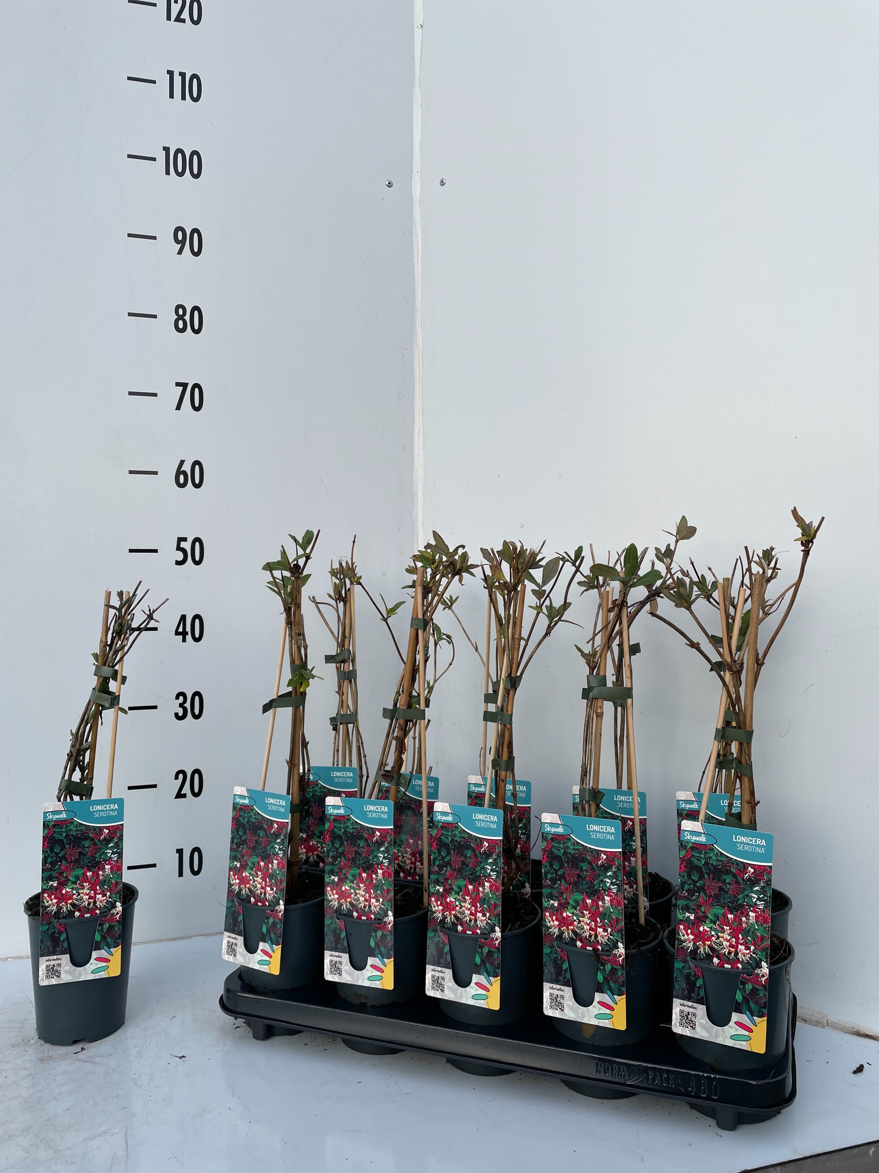 Picture of Lonicera Serotina P12 2-STICK