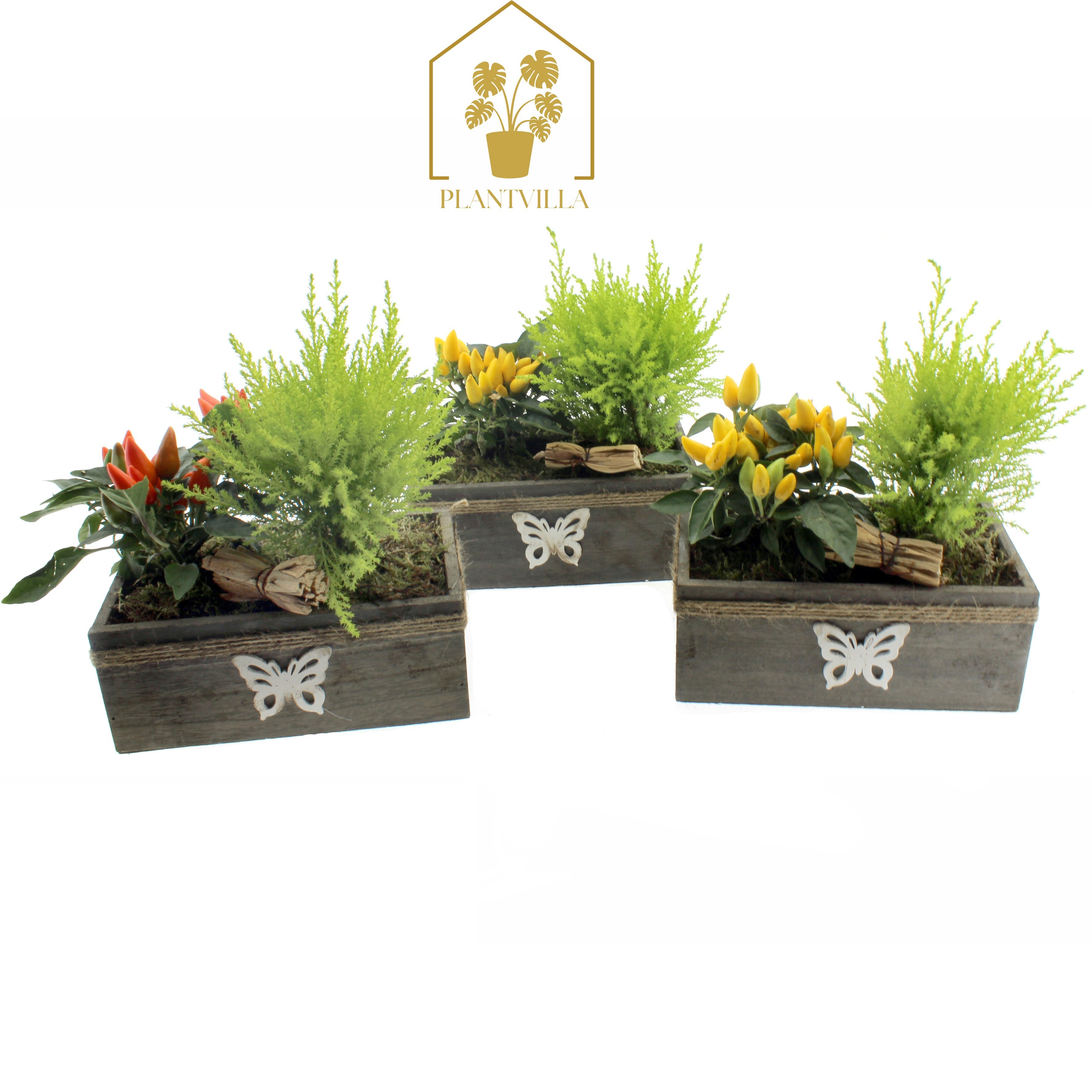 Arr Tuinplanten 22P 25cm 23bloei