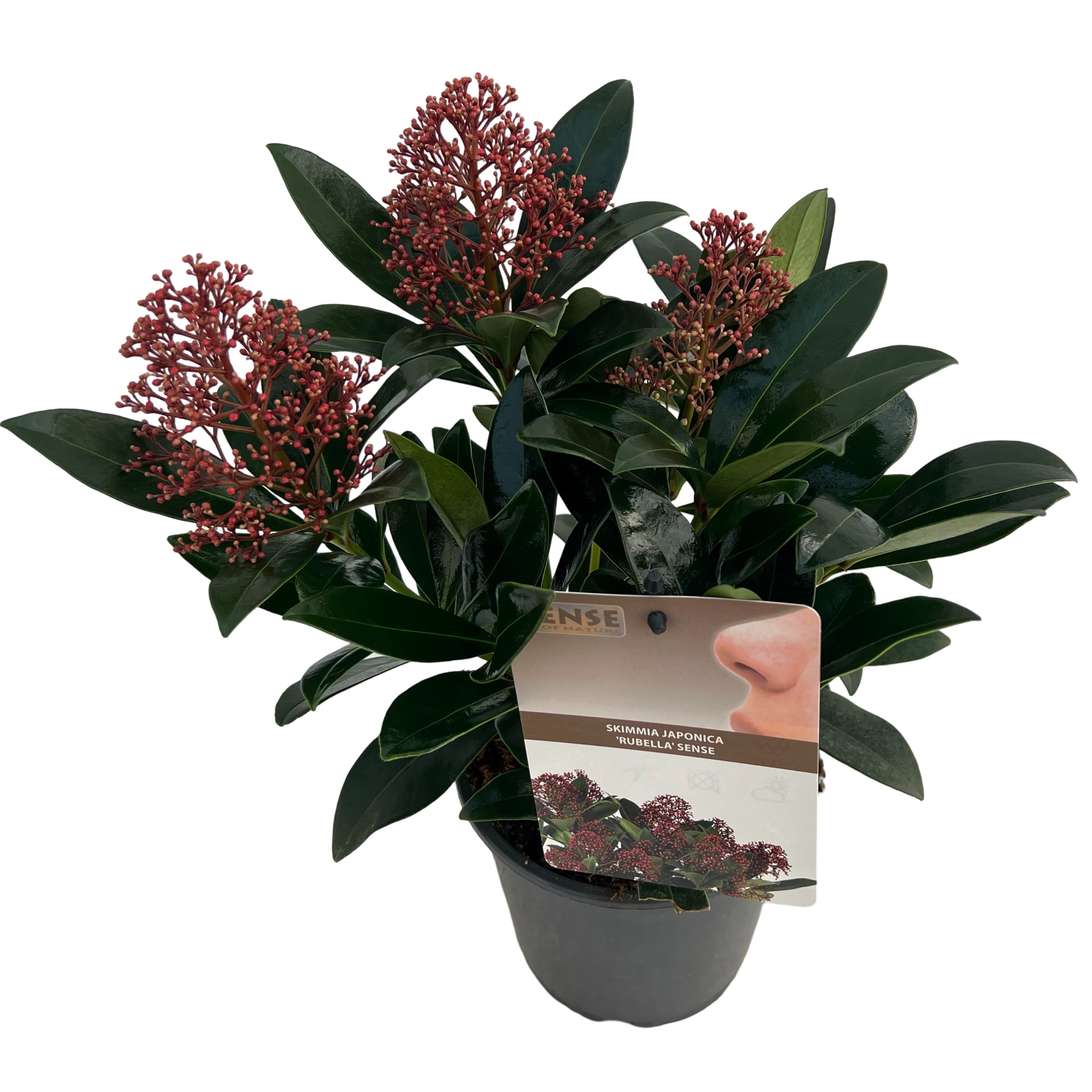 Picture of Skimmia jap. 'Rubella' sense