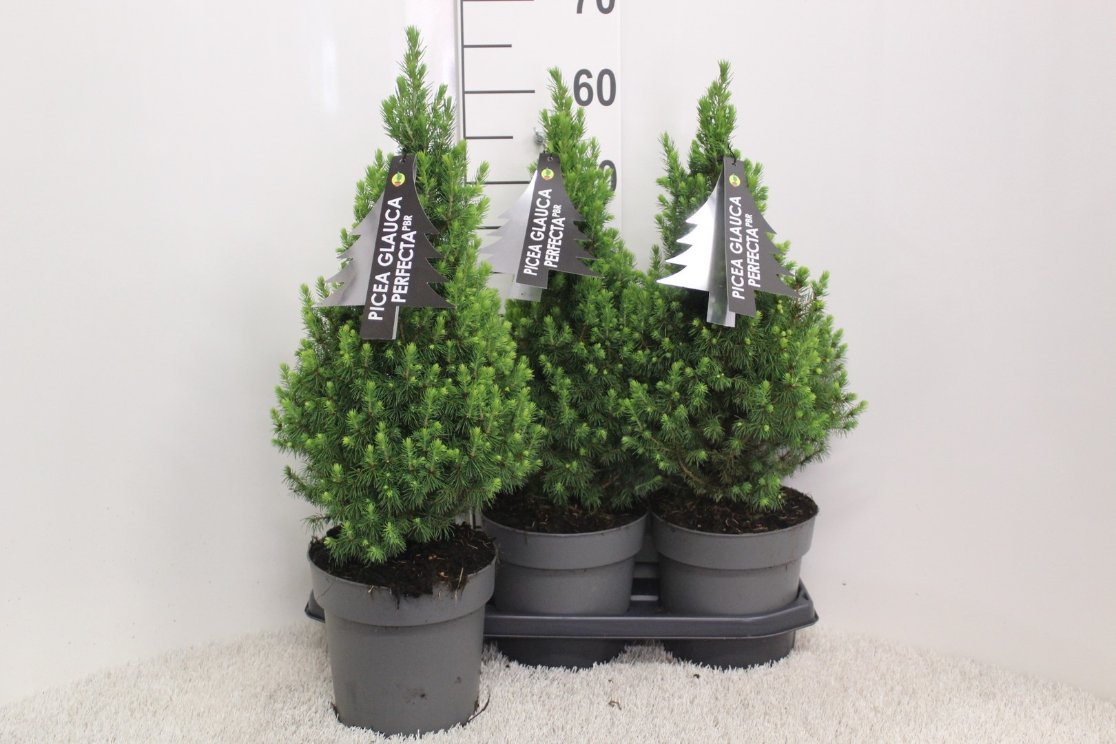 Picture of Picea glauca Perfecta P19 (3 Ltr) 60/70CM INC POT/POTGROWN