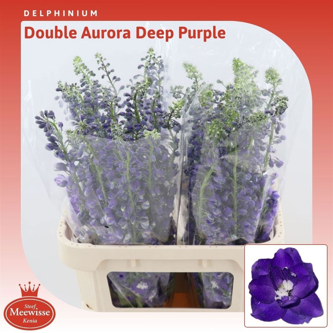 Delph El Aurora Dp P
