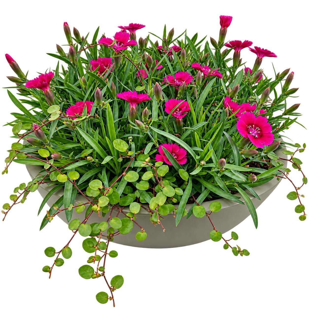 Dianthus DI602- Dianthus zink schaal