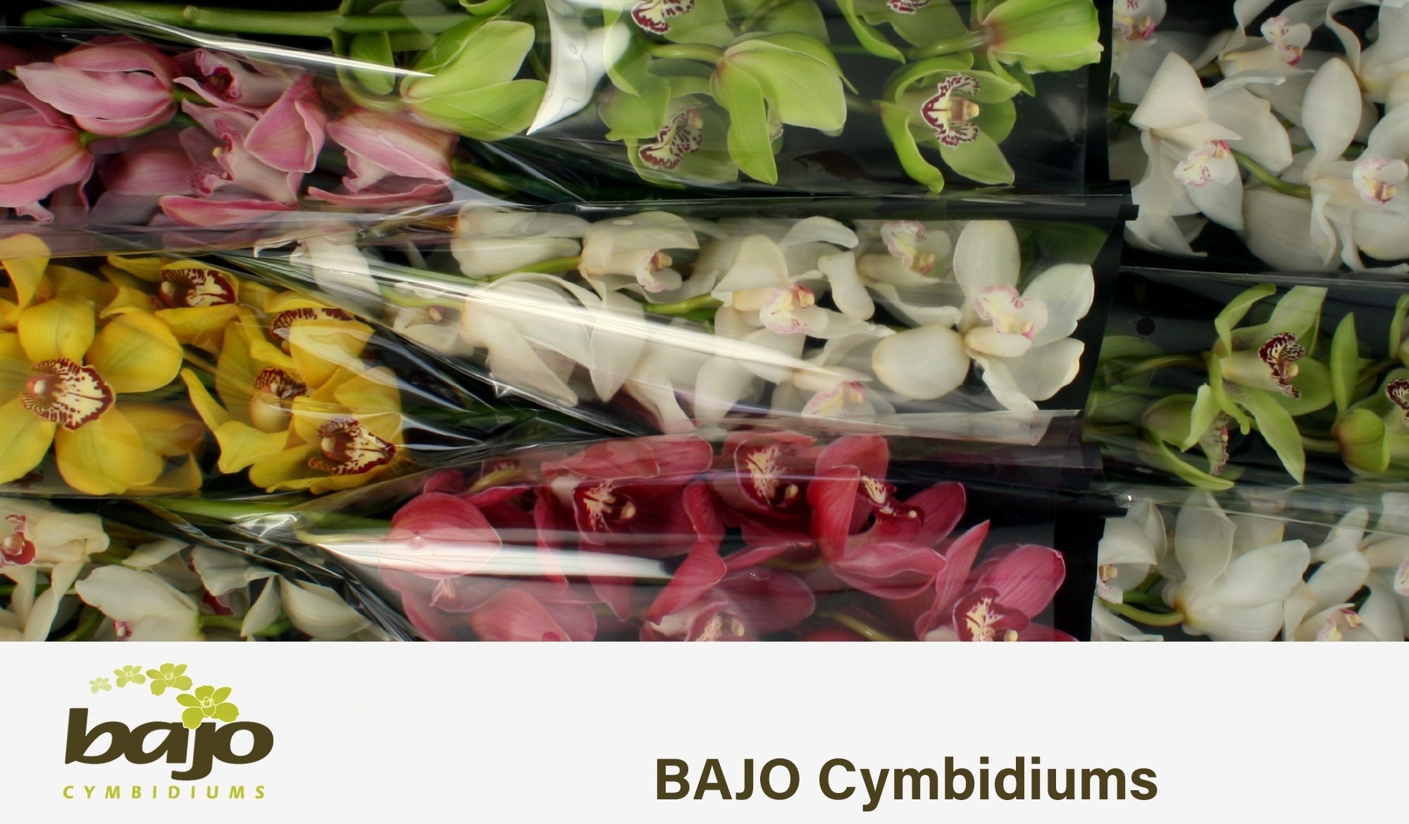 Cymbidium Asst 9bl