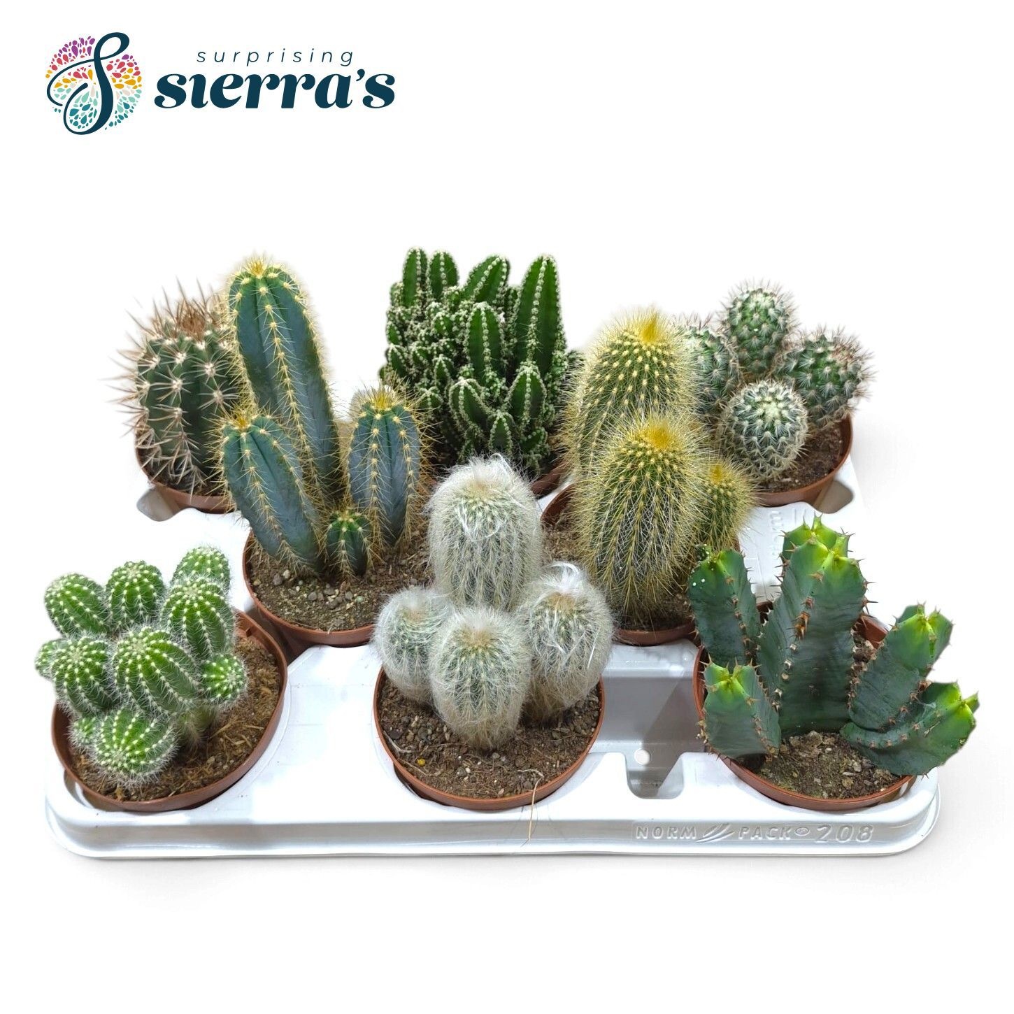 Cactus Gem 510P 15H