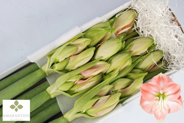 Hippeastrum Darling 4bl