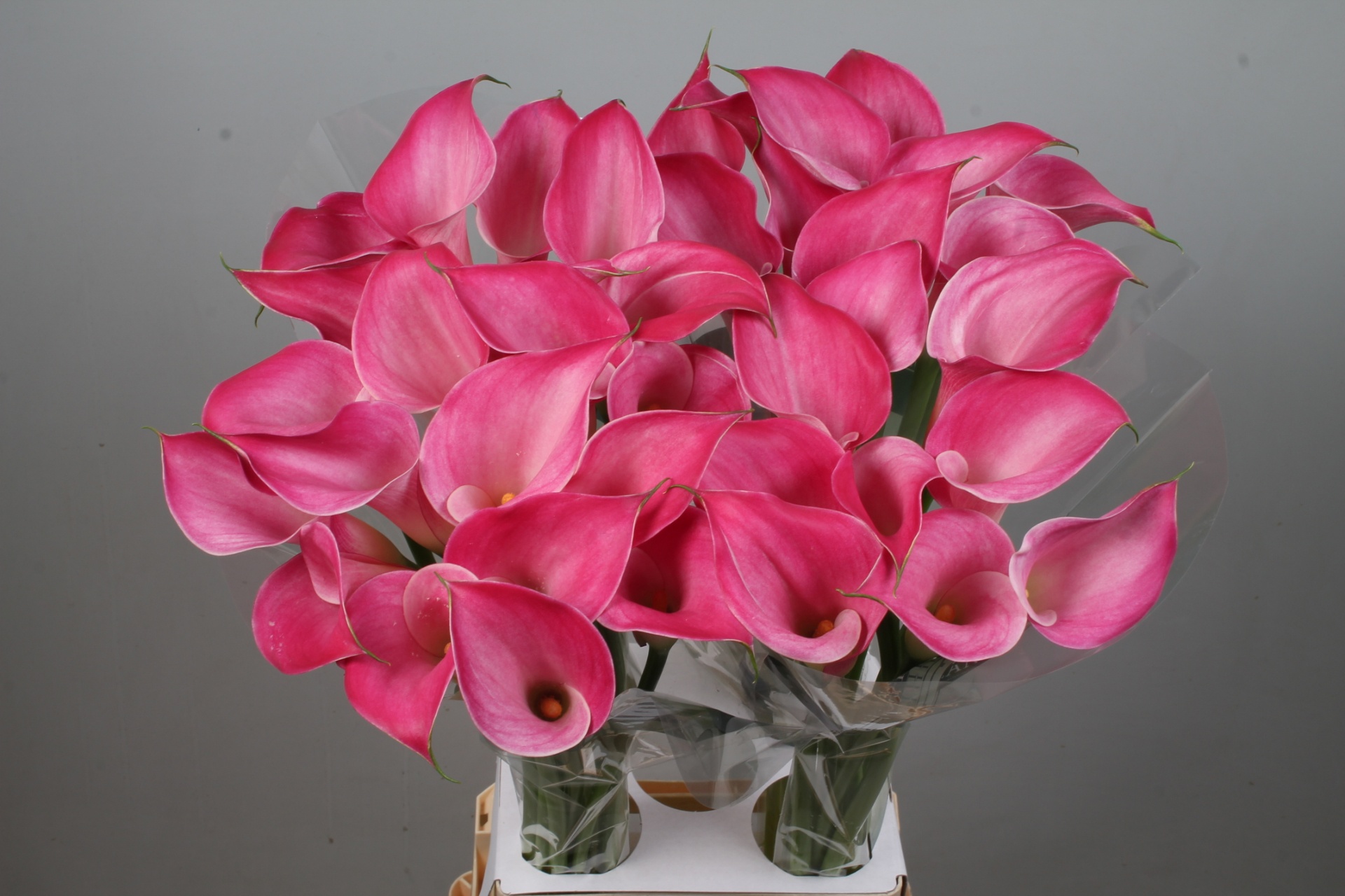 Zant Pink Jewel 80L.cm 34bloei