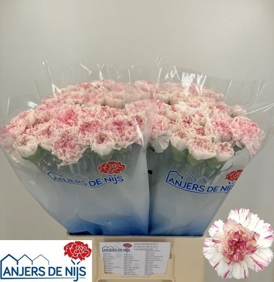 Dianthus St Yukari Cherry 60cm