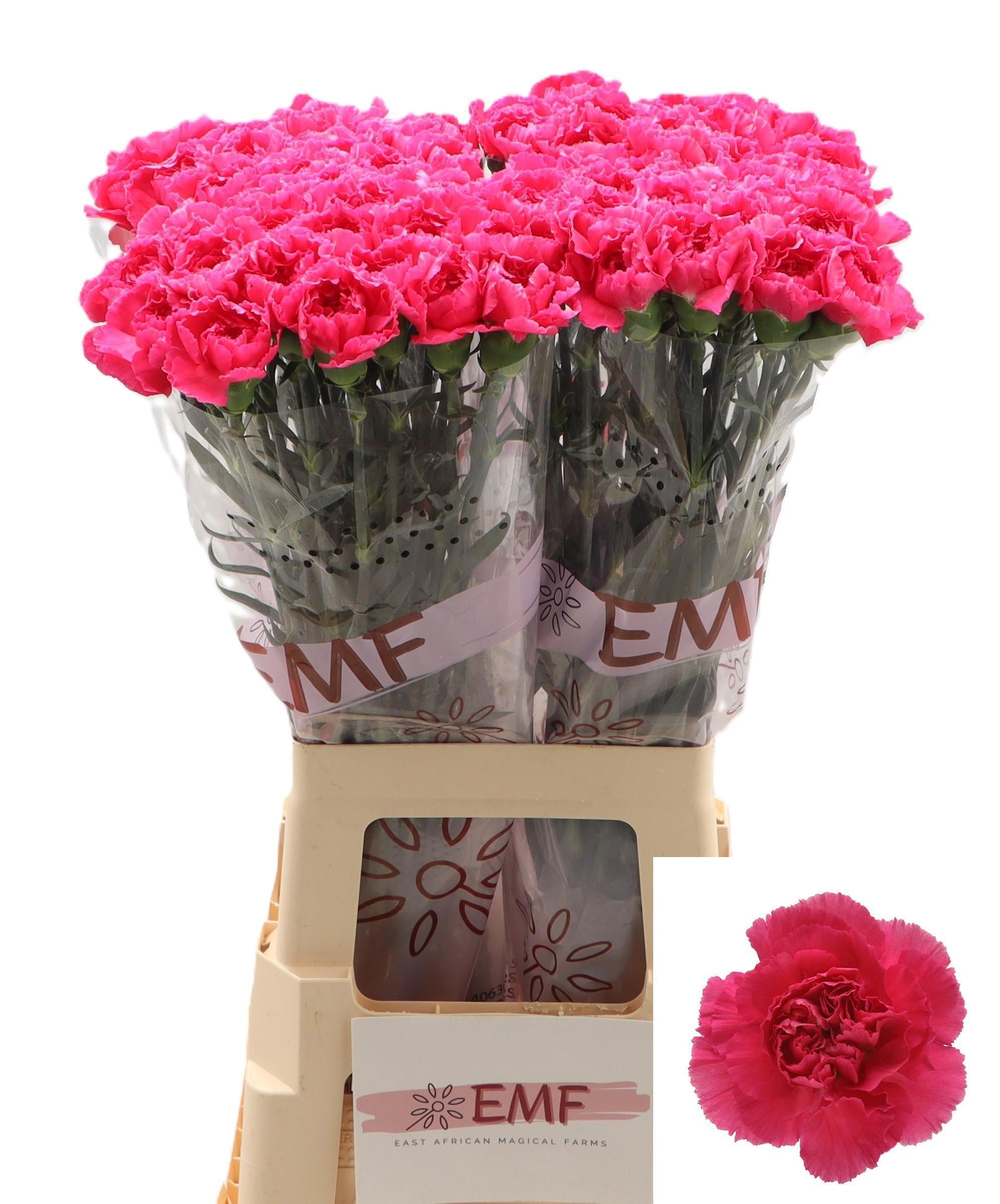 Dianthus Cherry Damasc+ 70cm