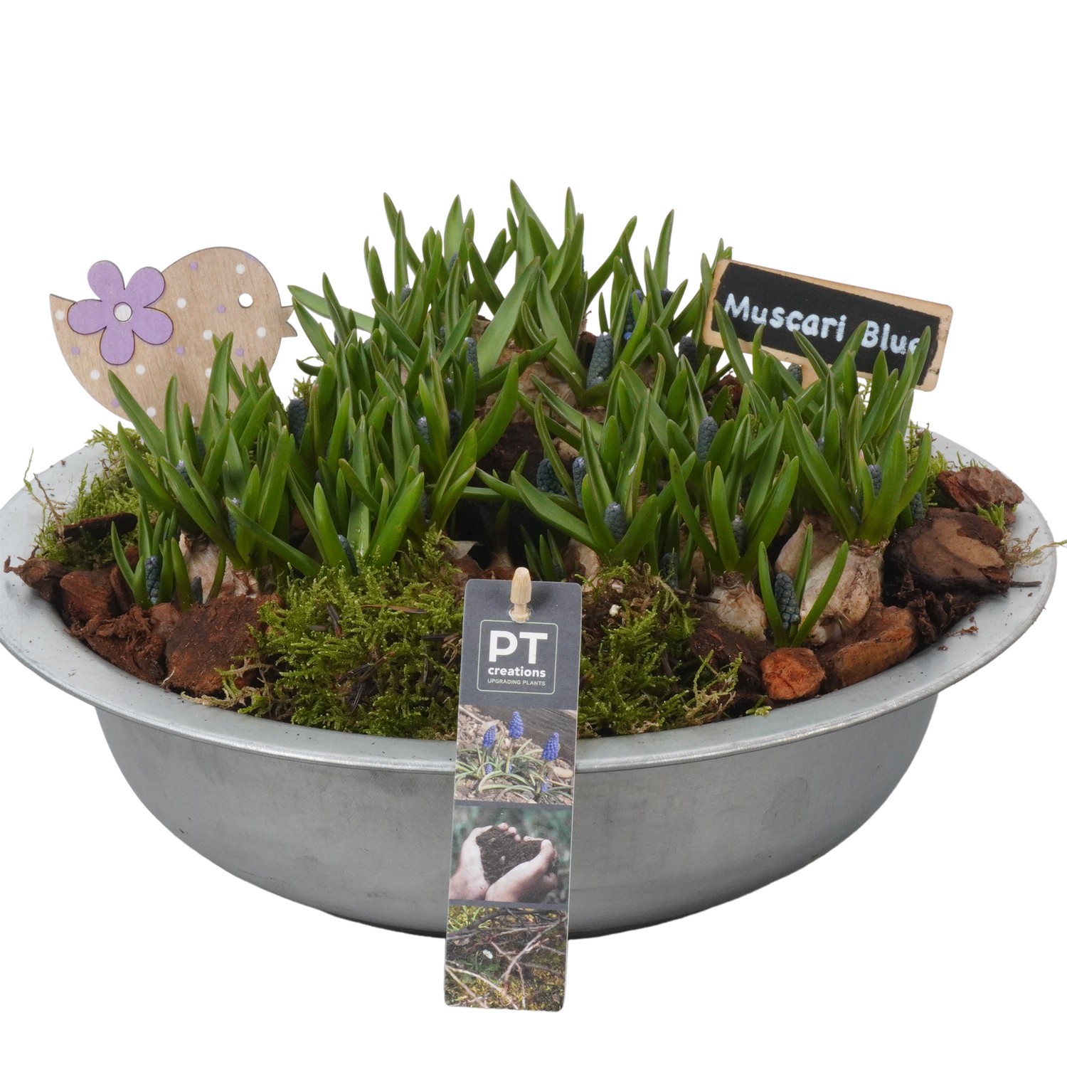 Picture of PTMB1053 Arrangement Muscari in zinc bowl P33 20CM (LOOSE)