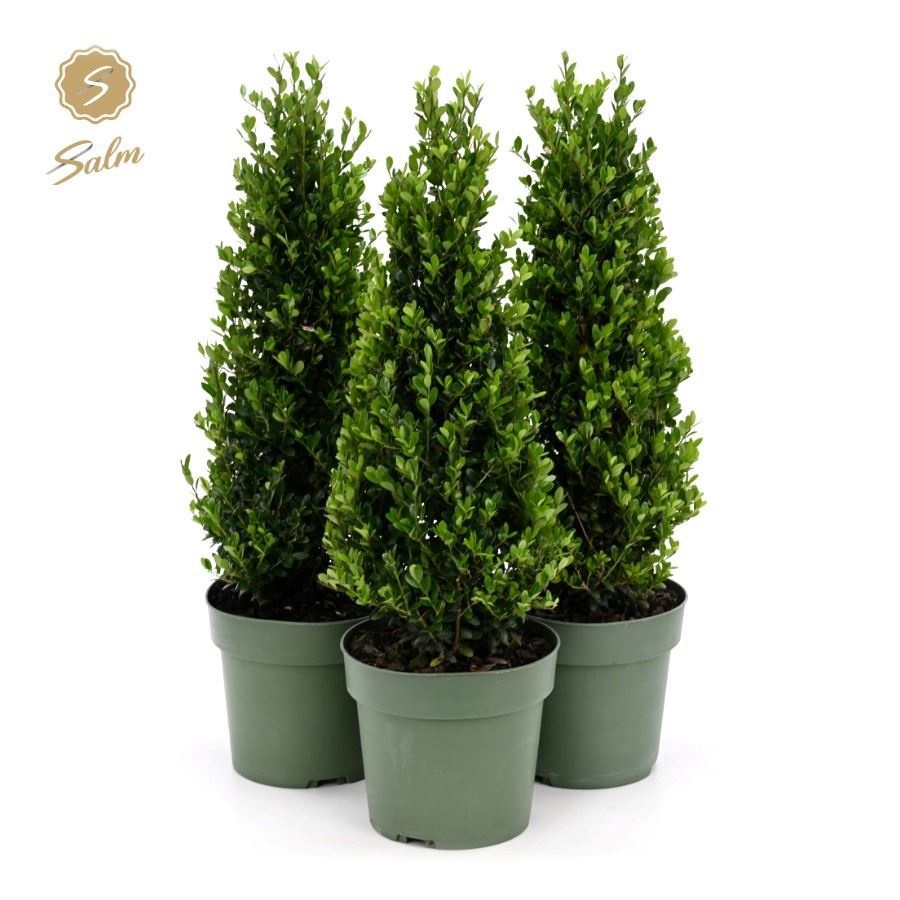Ilex Crenata Jenny