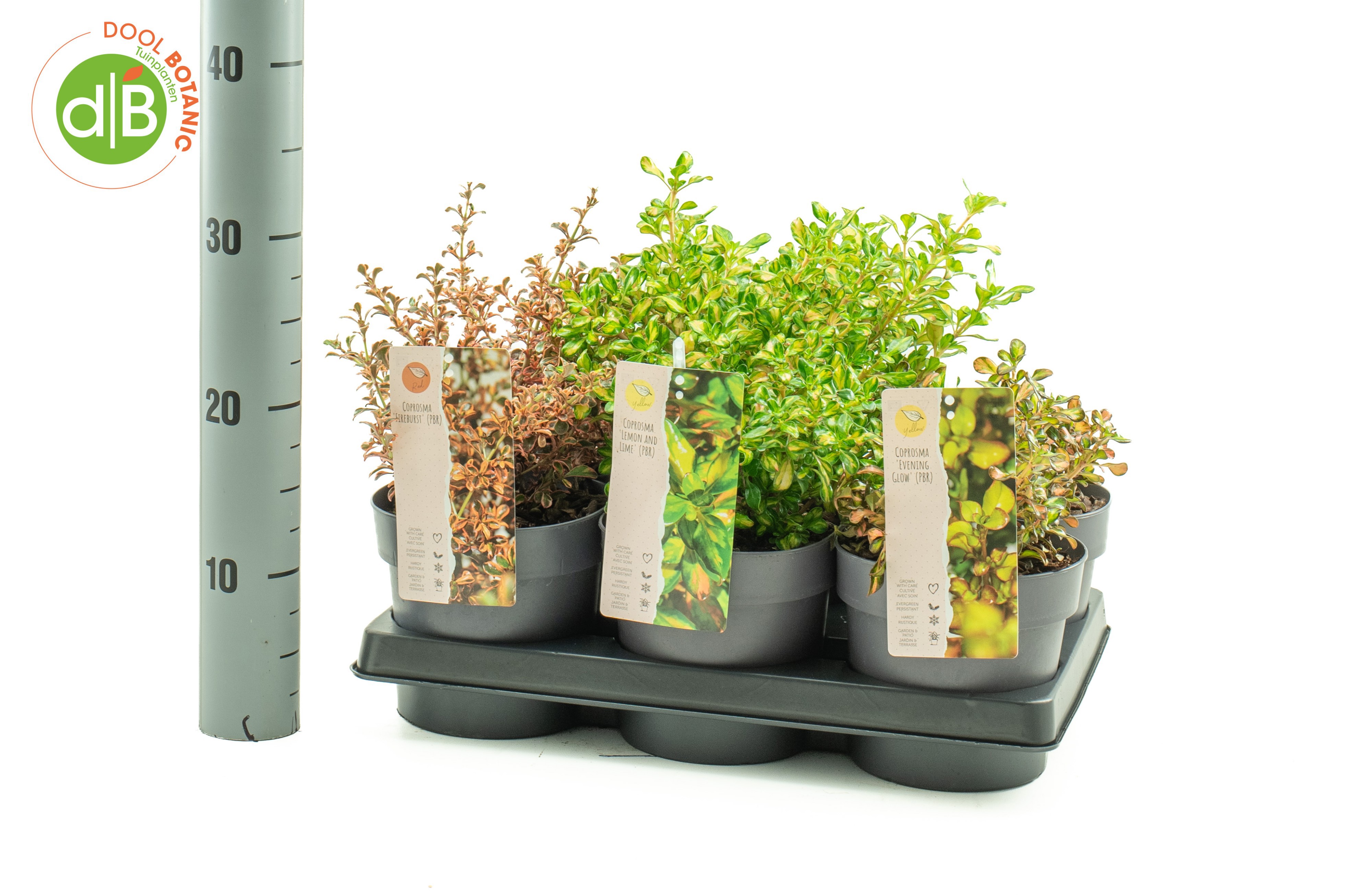 Coprosma mix 'Color Festival serie'