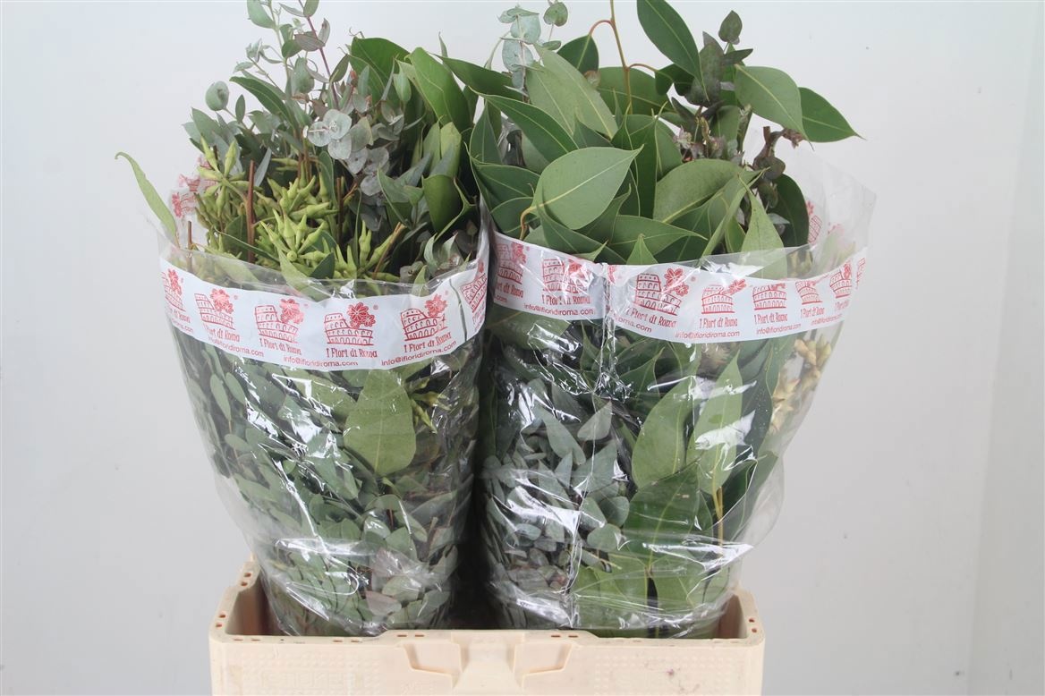 Eucalyptus Bnch Mixed 60cm 200gram