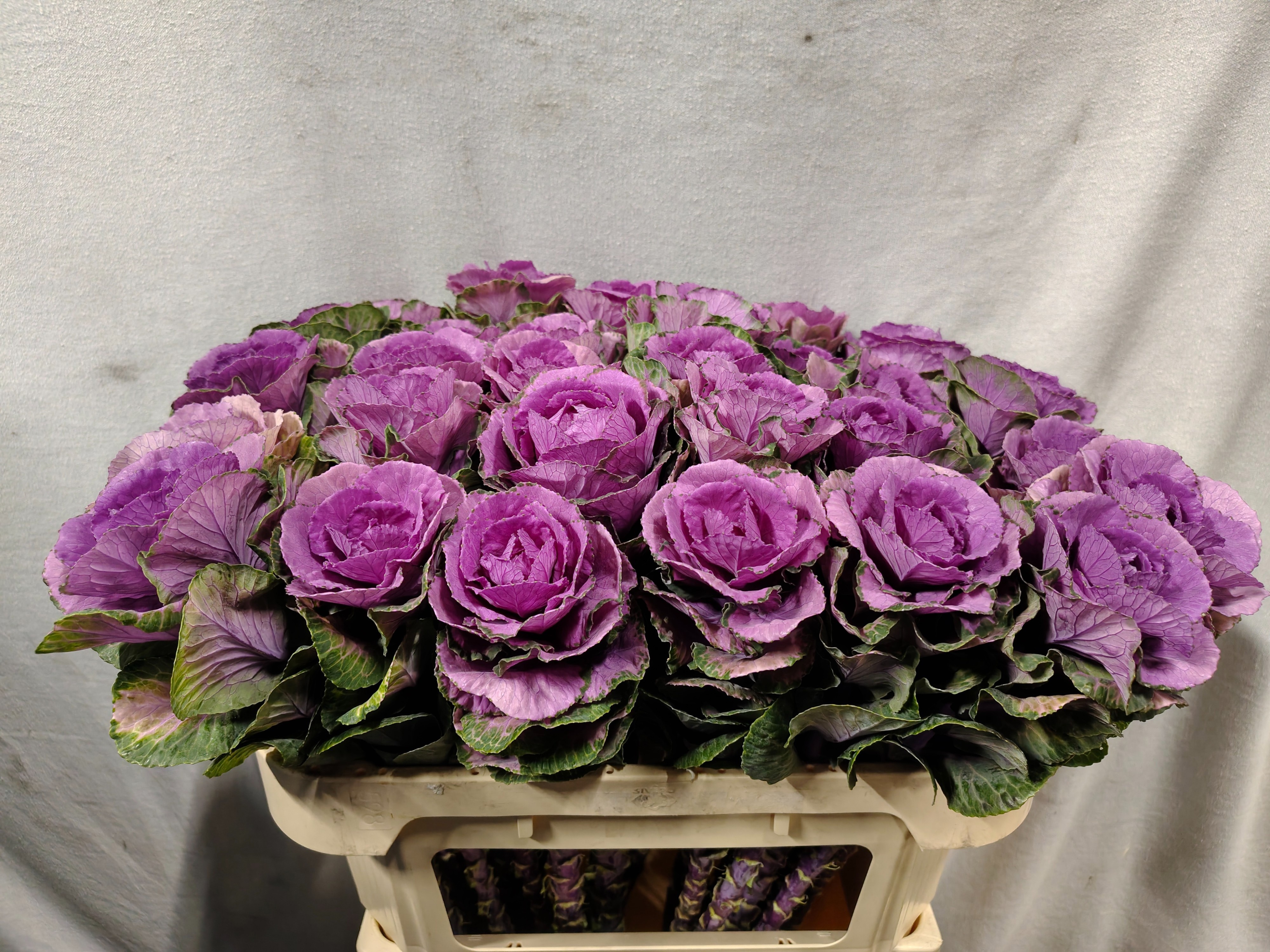 Brassica Olga 70cm