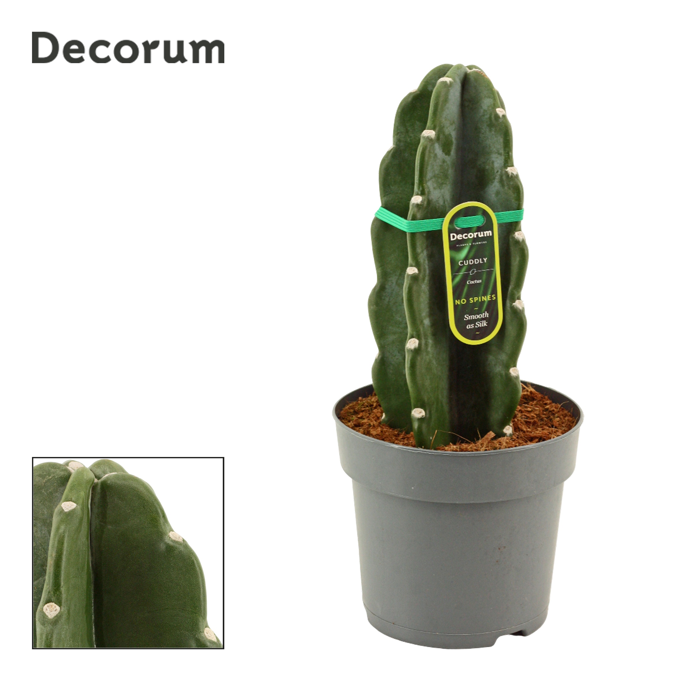 Cactus Cuddly Cactus (Cereus Jamacaru) (Decorum)