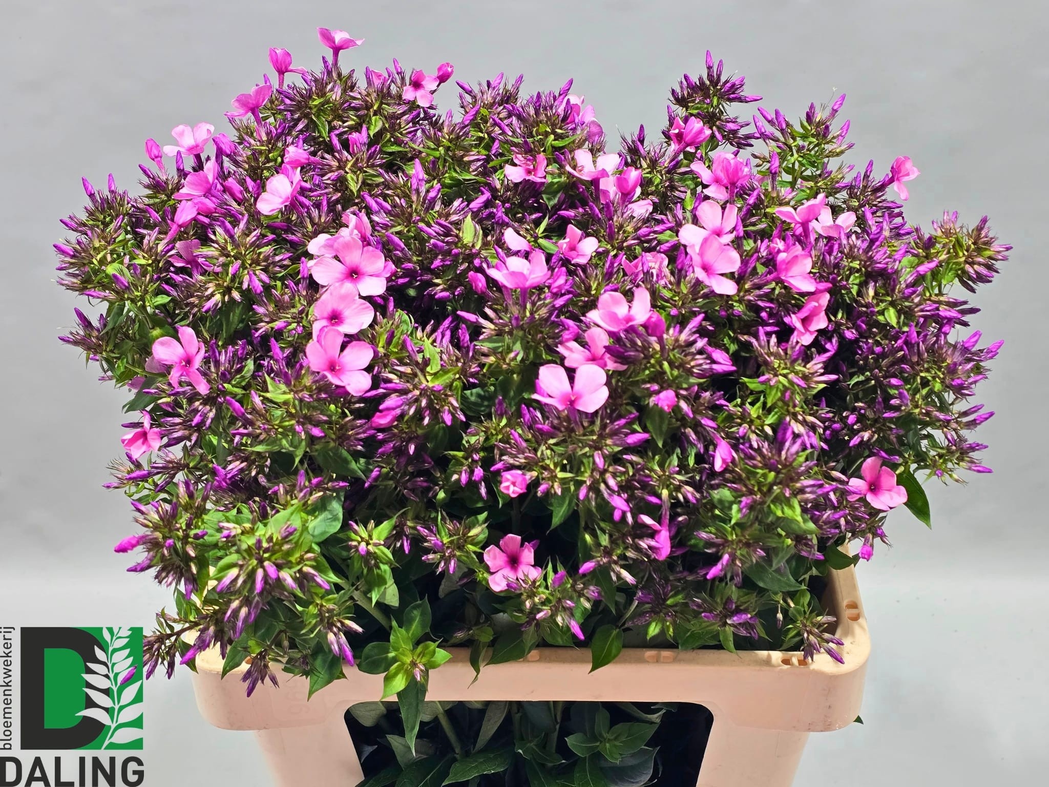 Phlox 60cm